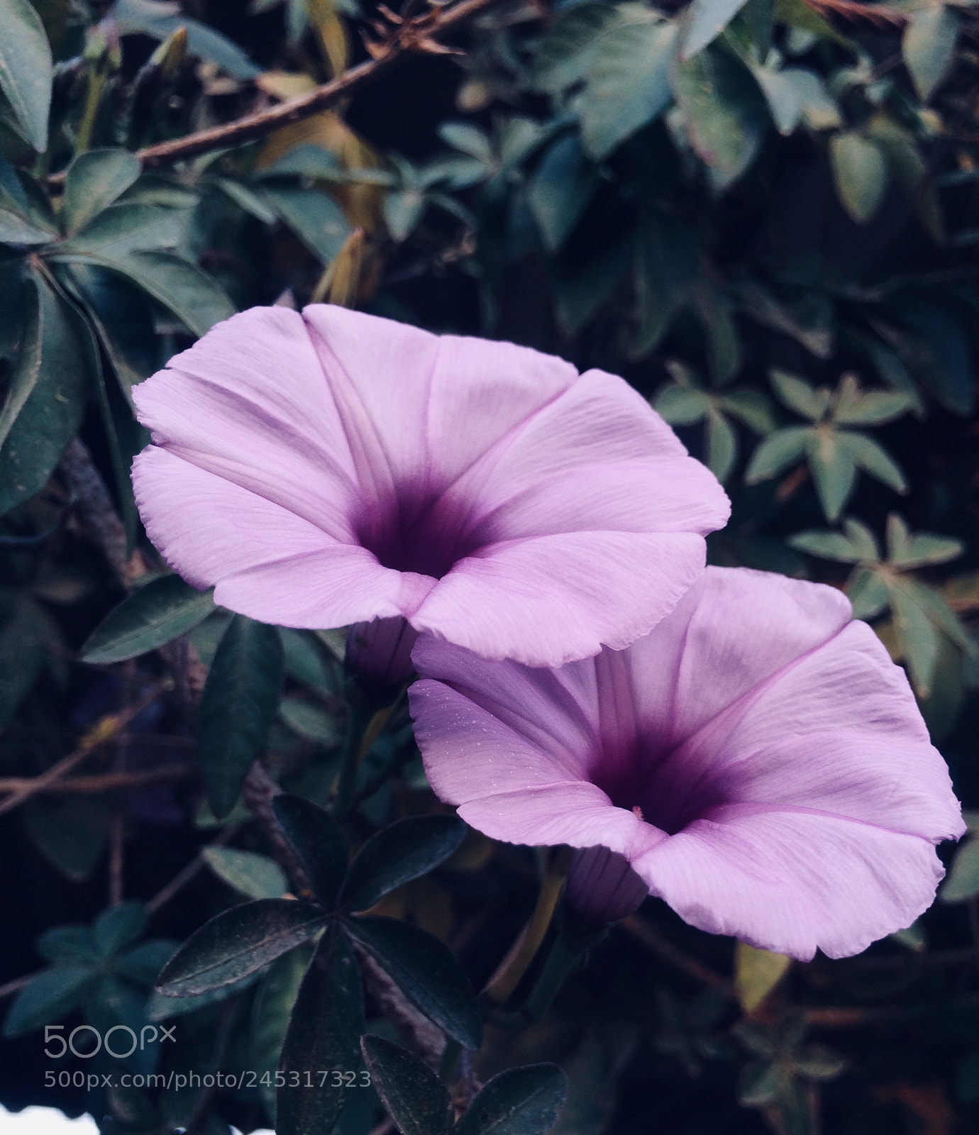 Apple iPhone 5s sample photo. Photo by me ? photography