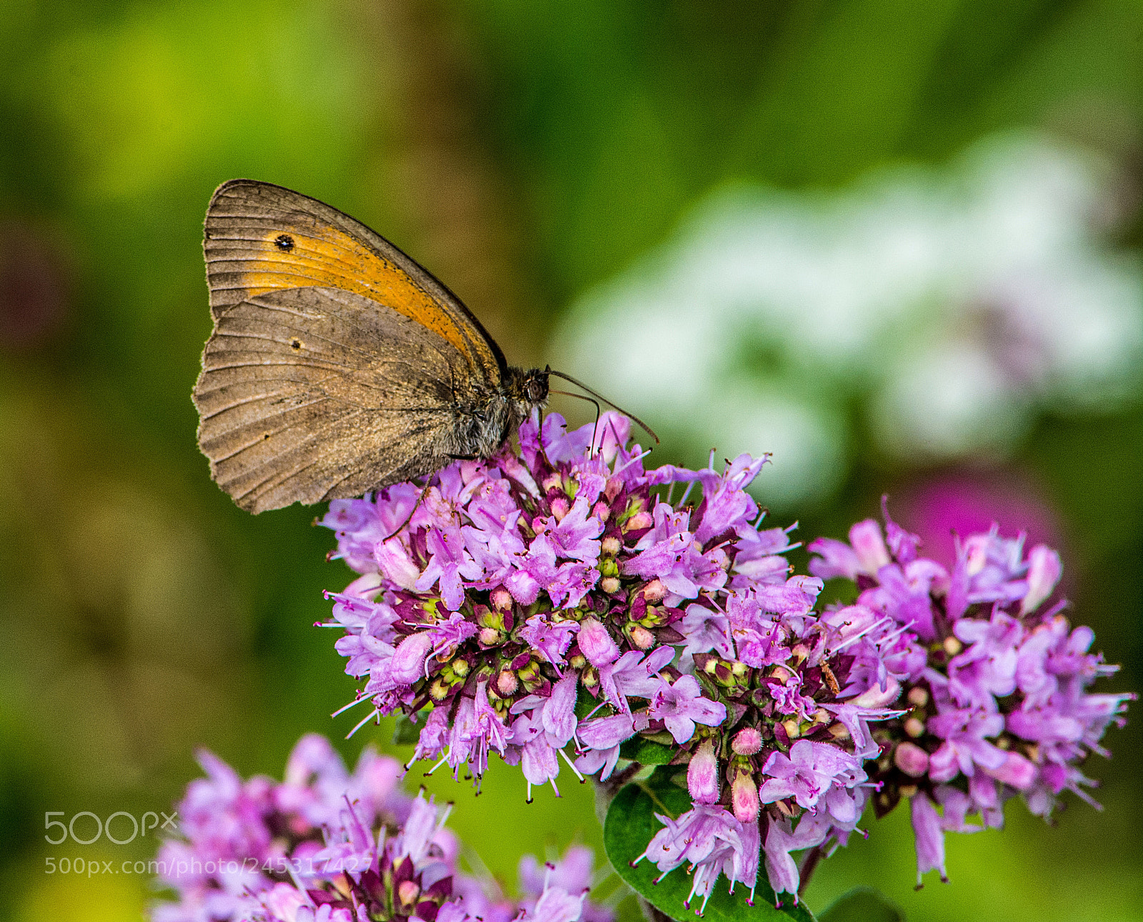 Nikon D7100 sample photo. A butterfly on a photography