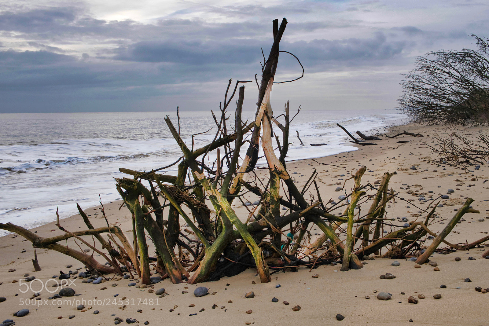 Fujifilm X-T2 sample photo. Potential driftwood photography