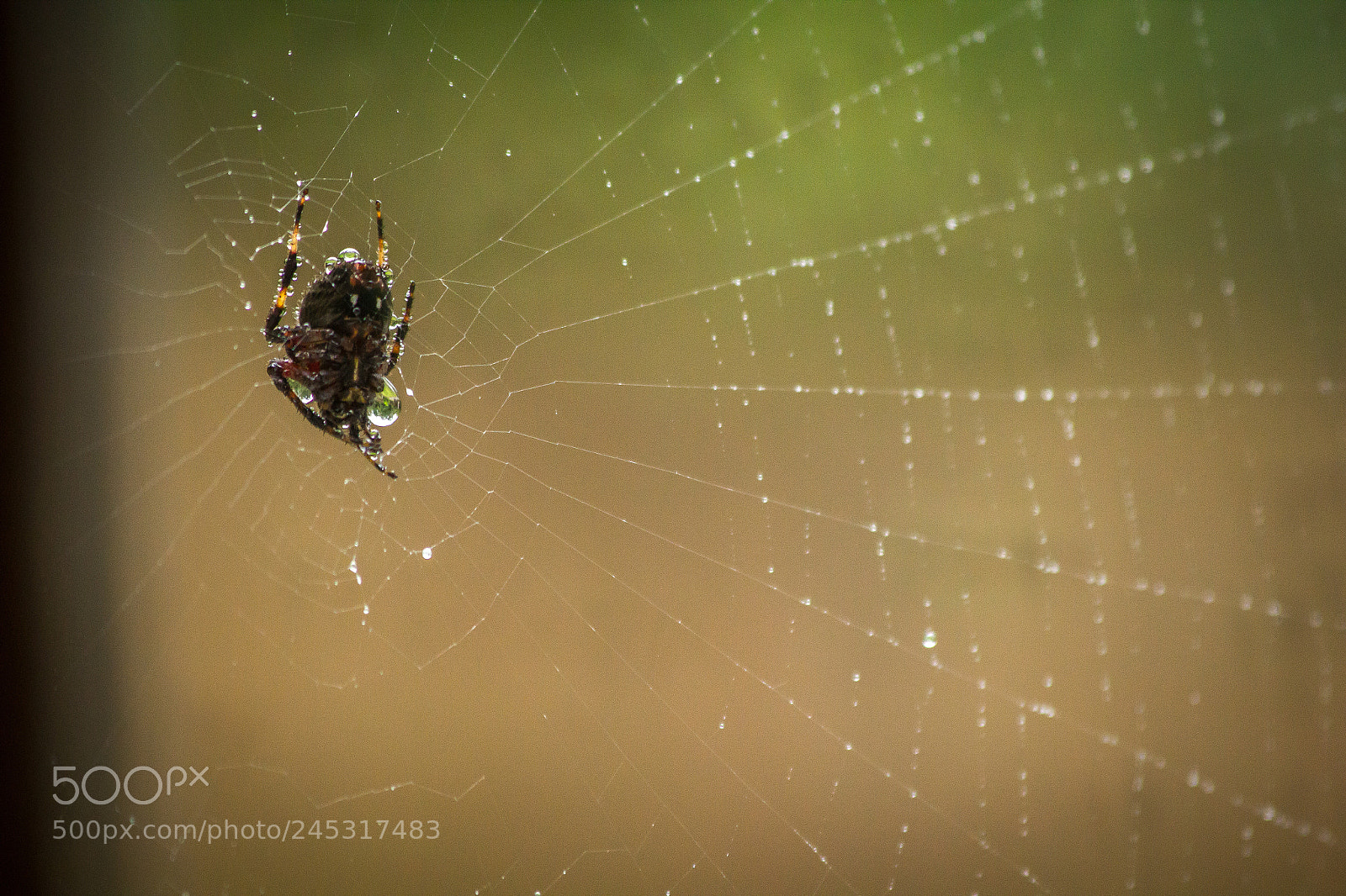 Canon EOS 550D (EOS Rebel T2i / EOS Kiss X4) sample photo. Spider in the rain photography