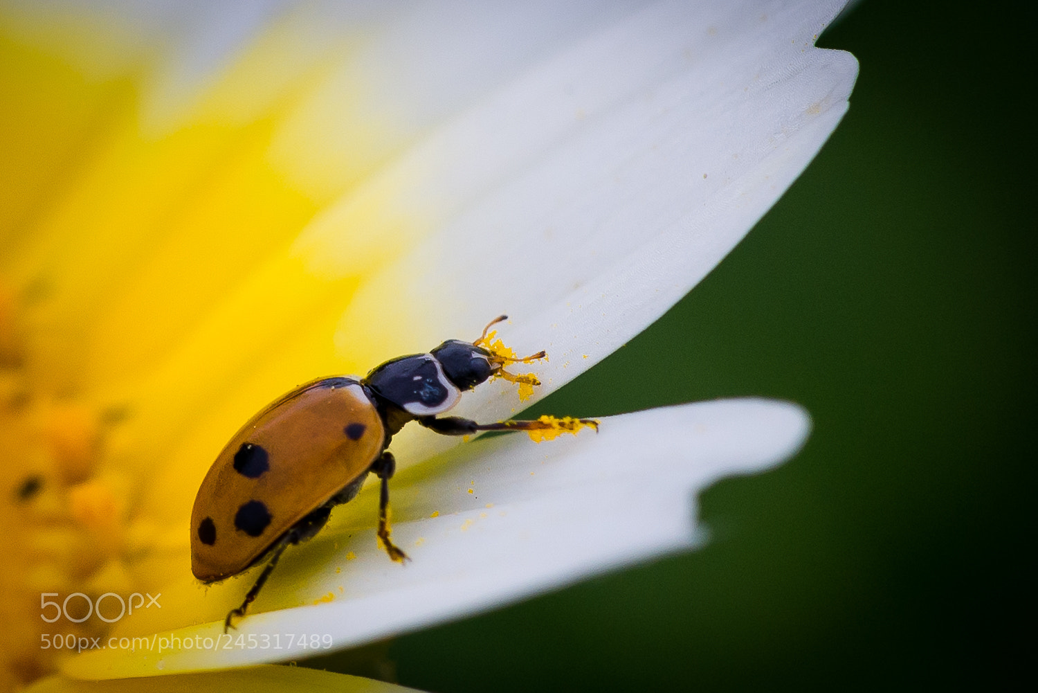 Nikon D610 sample photo. Adonis' ladybird photography