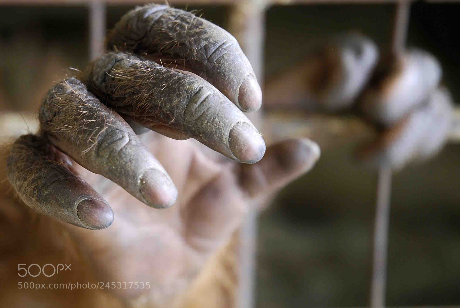 Nikon D40X sample photo. Orangutan's hand photography