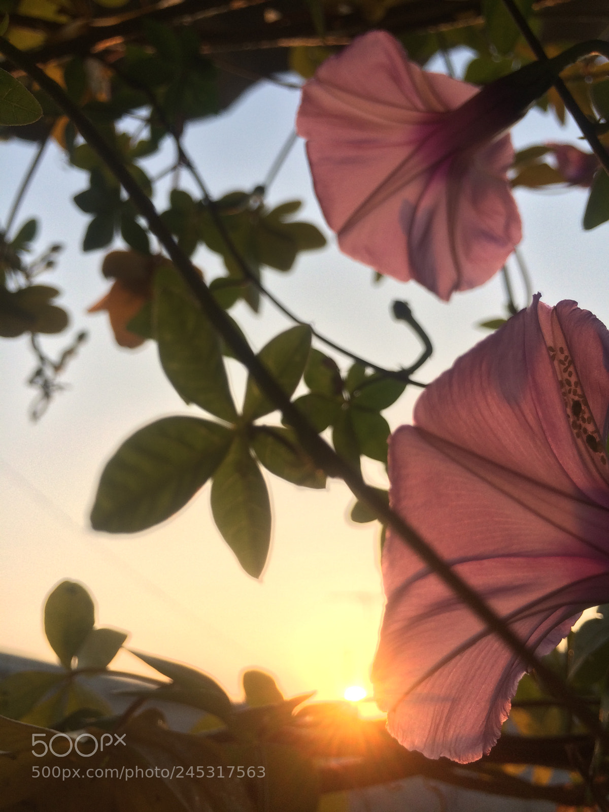 Apple iPhone 5s sample photo. Two flowers photography