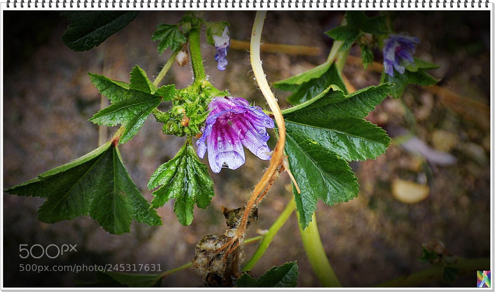 Nikon COOLPIX L340 sample photo. Malva photography