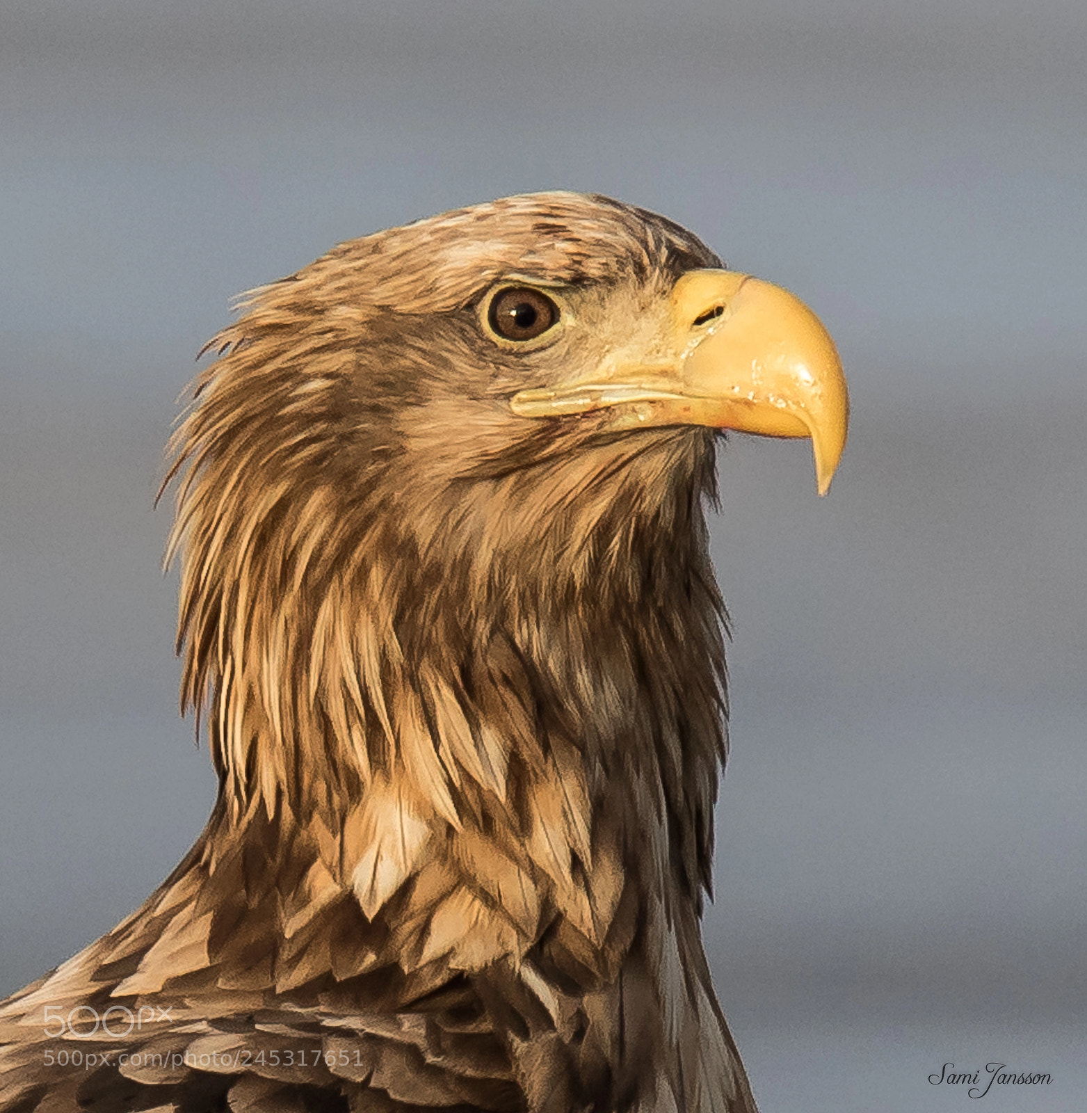 Canon EOS 7D Mark II sample photo. White-tailed eagle closeup photography