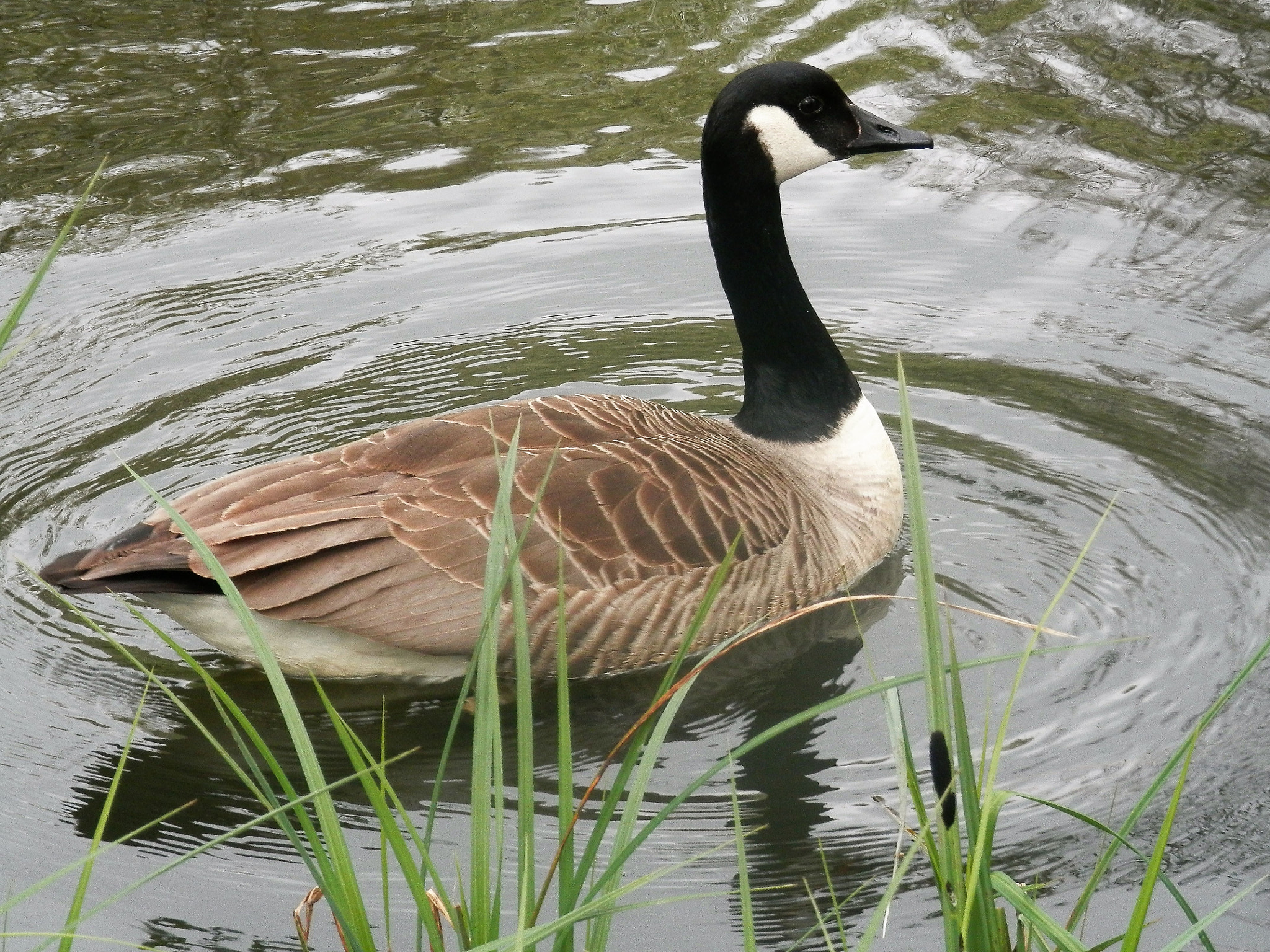 Olympus SZ-14 sample photo. Canada goose at lynford photography