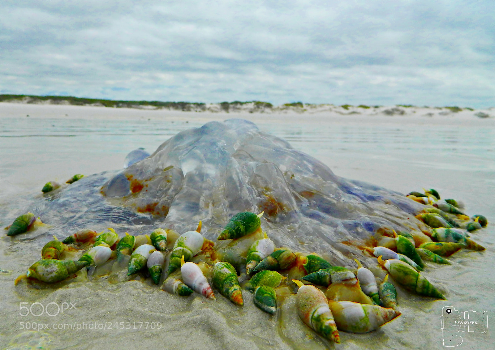 Nikon Coolpix L120 sample photo. See snails eating jellyfish photography