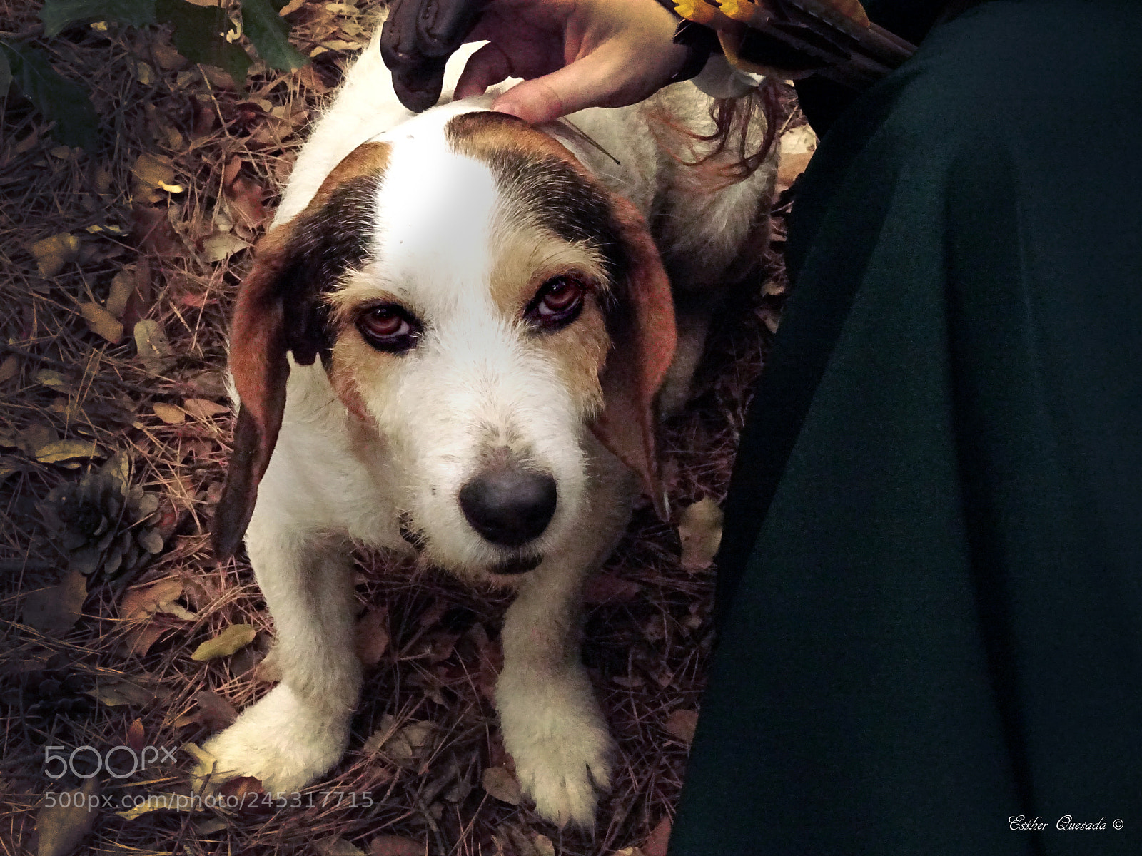 Sony DSC-HX60 sample photo. The houndter by estherquesada photography