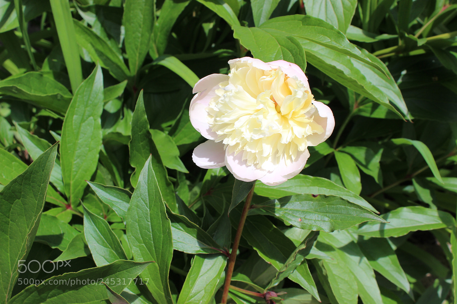 Canon EOS 600D (Rebel EOS T3i / EOS Kiss X5) sample photo. () photography