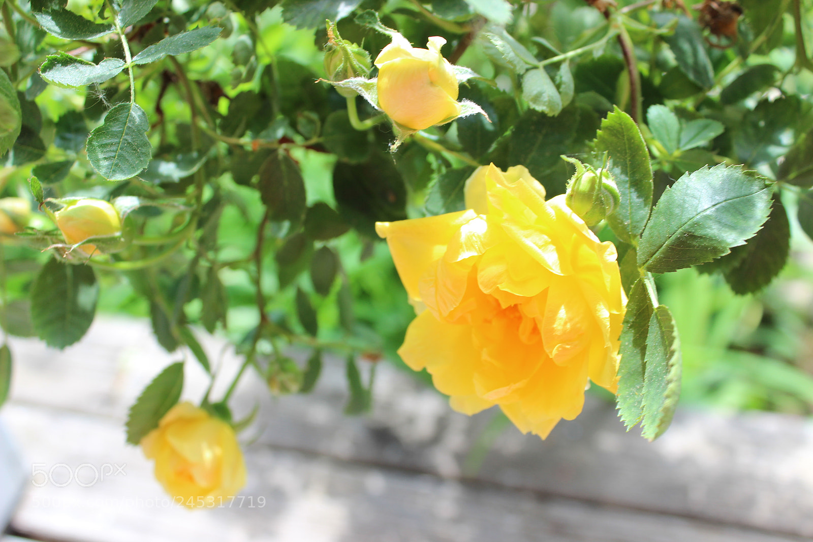 Canon EOS 600D (Rebel EOS T3i / EOS Kiss X5) sample photo. () photography