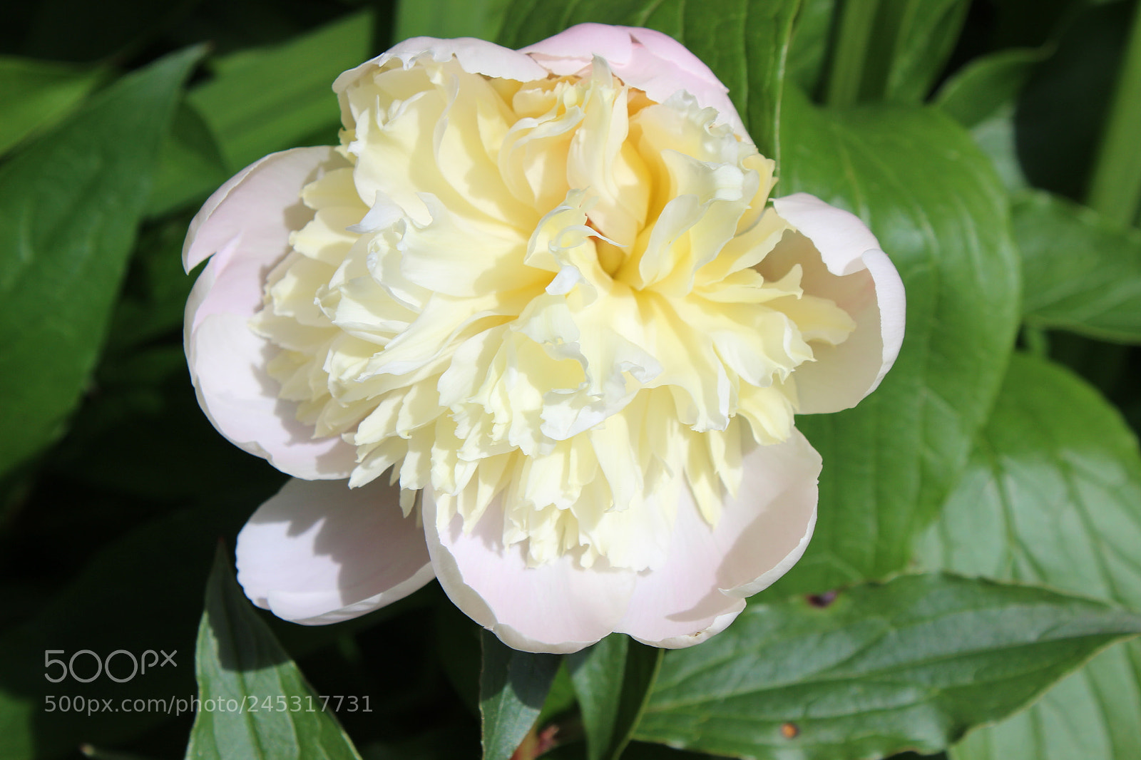 Canon EOS 600D (Rebel EOS T3i / EOS Kiss X5) sample photo. () photography