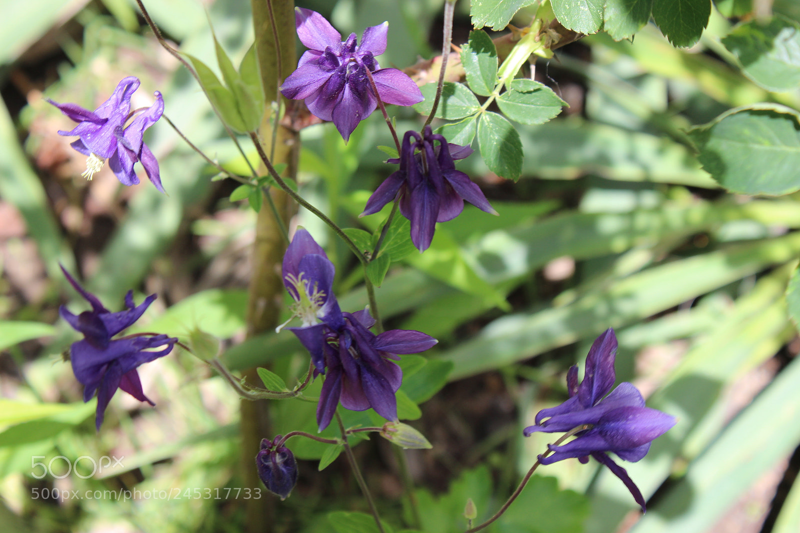 Canon EOS 600D (Rebel EOS T3i / EOS Kiss X5) sample photo. Img photography