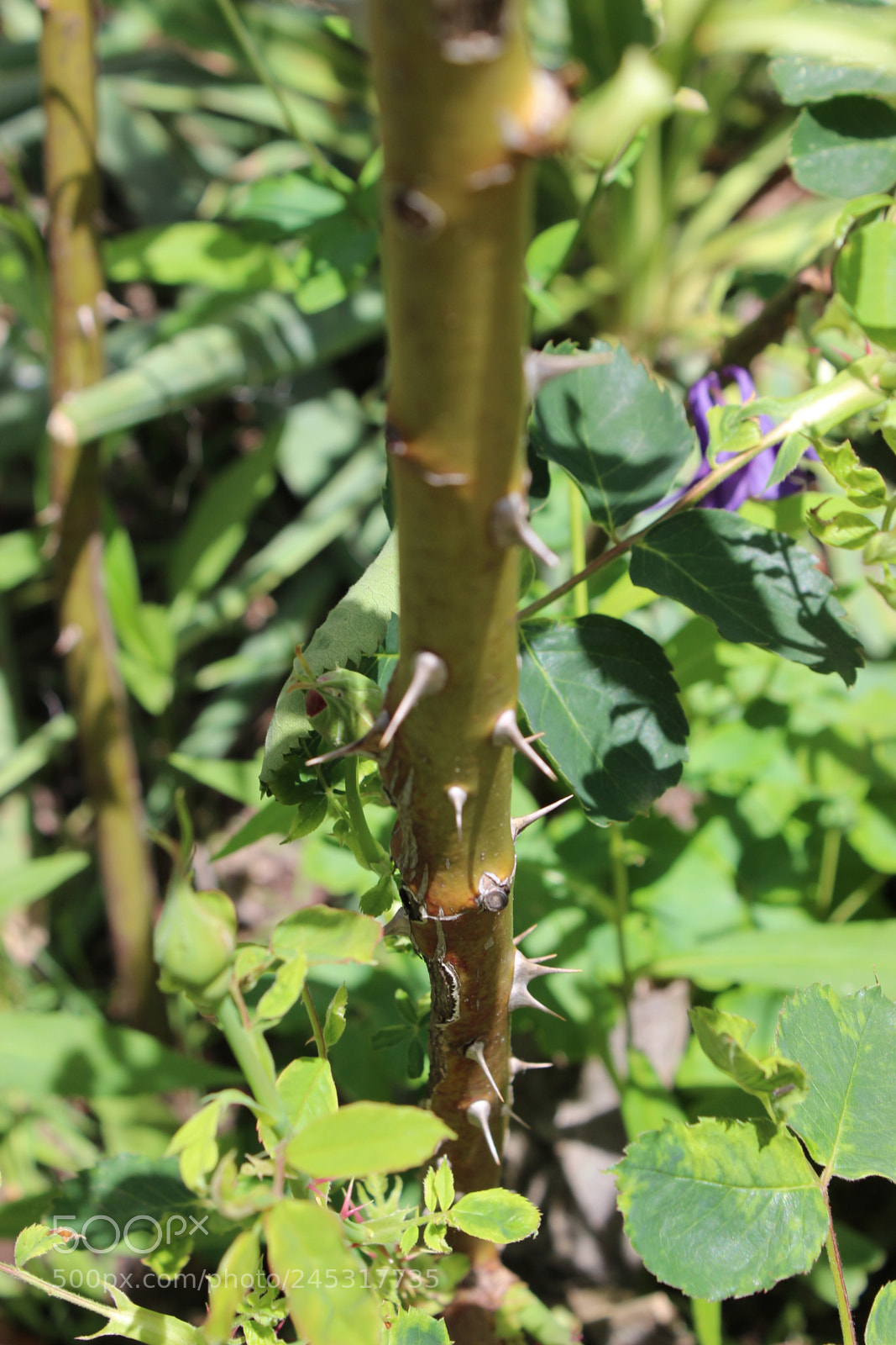 Canon EOS 600D (Rebel EOS T3i / EOS Kiss X5) sample photo. Img photography