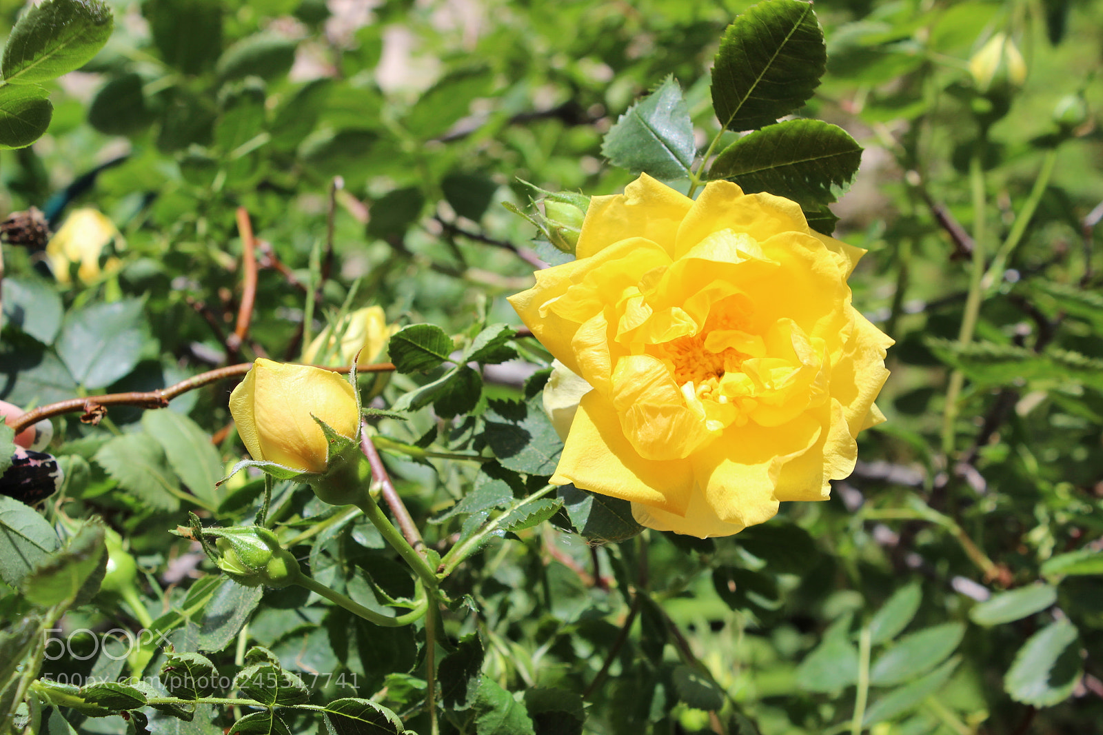 Canon EOS 600D (Rebel EOS T3i / EOS Kiss X5) sample photo. Img photography