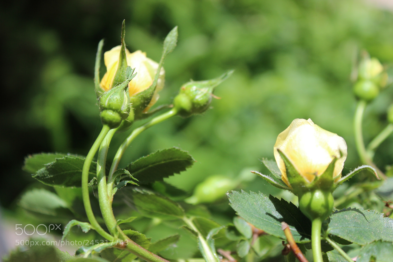Canon EOS 600D (Rebel EOS T3i / EOS Kiss X5) sample photo. () photography