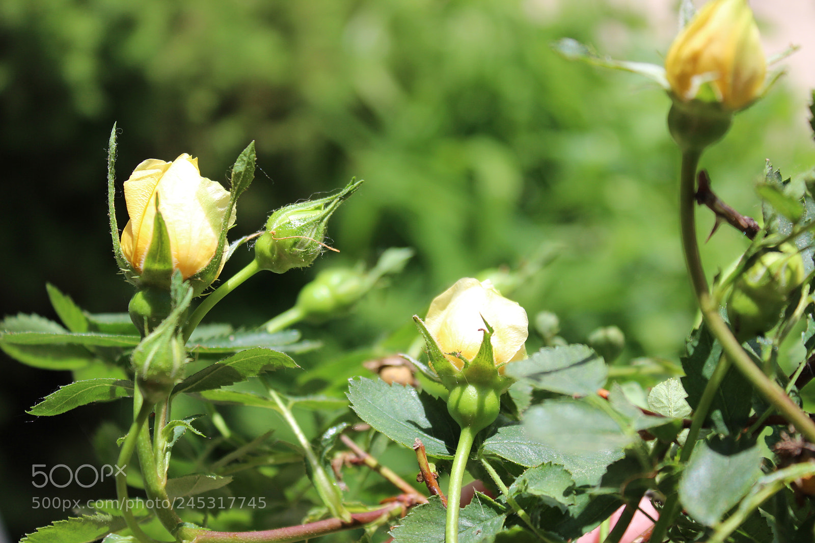 Canon EOS 600D (Rebel EOS T3i / EOS Kiss X5) sample photo. Img photography