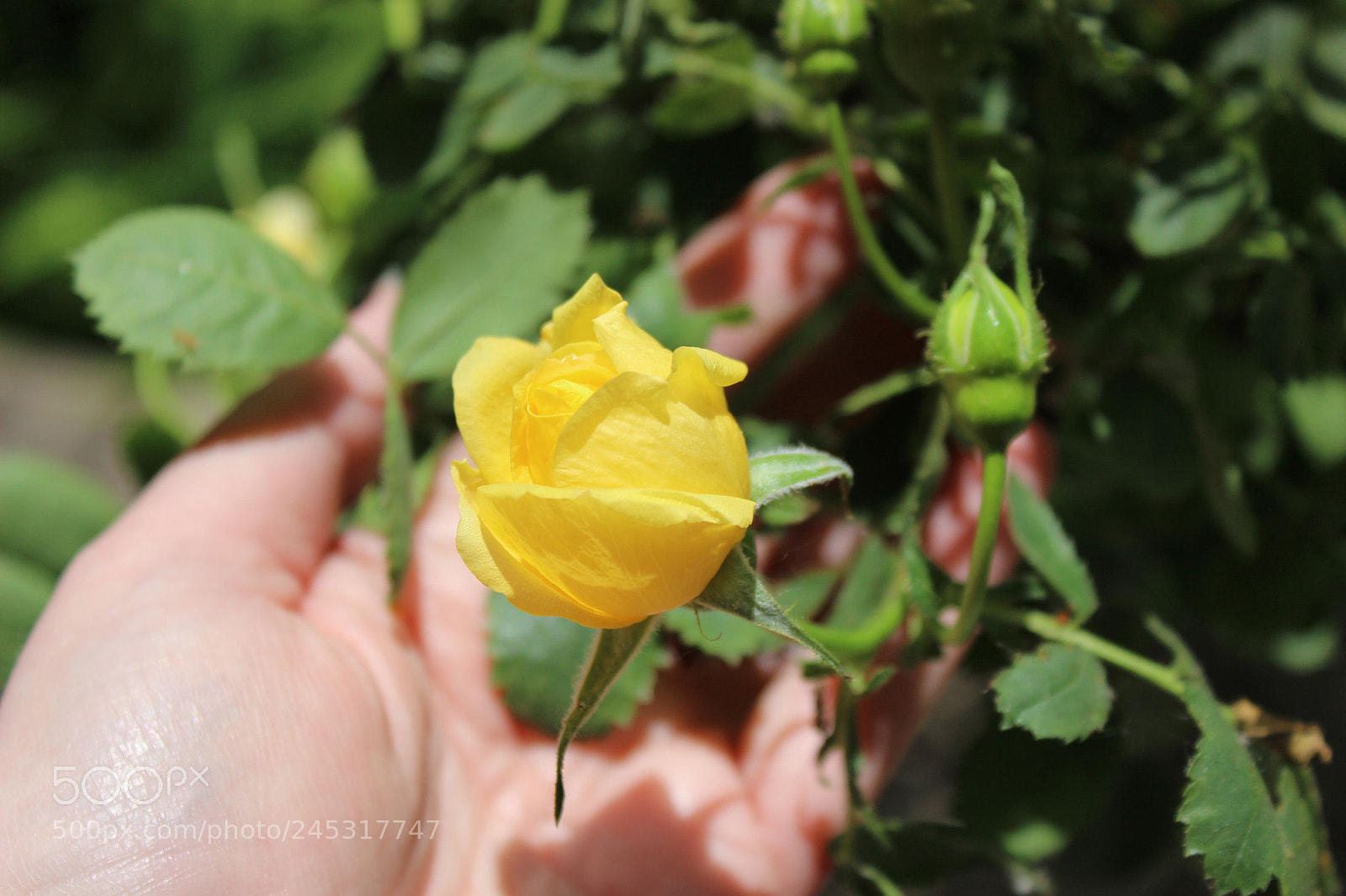Canon EOS 600D (Rebel EOS T3i / EOS Kiss X5) sample photo. Img photography