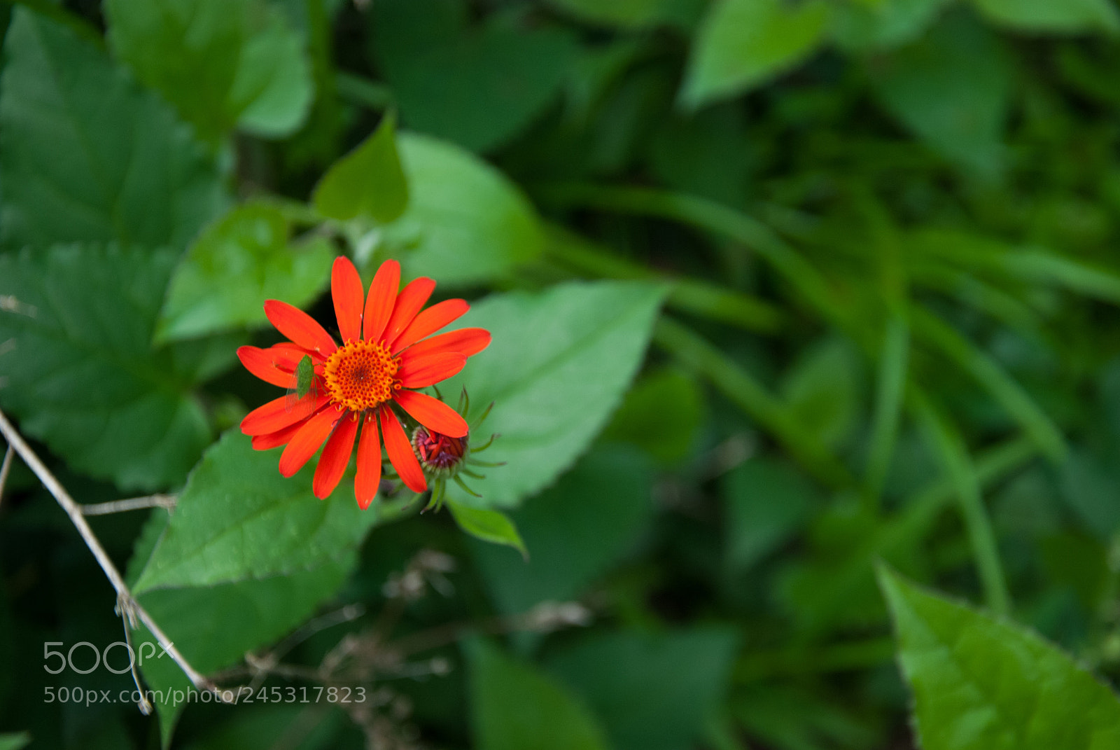Nikon D80 sample photo. Flor vermelha photography