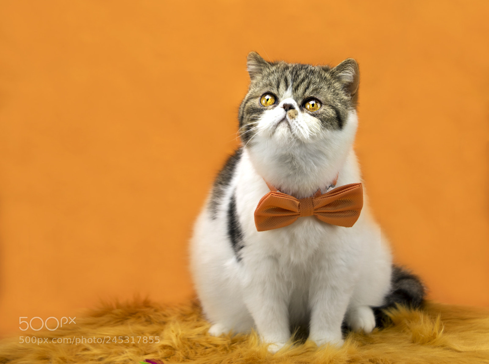 Pentax K-3 II sample photo. Orange mood photography