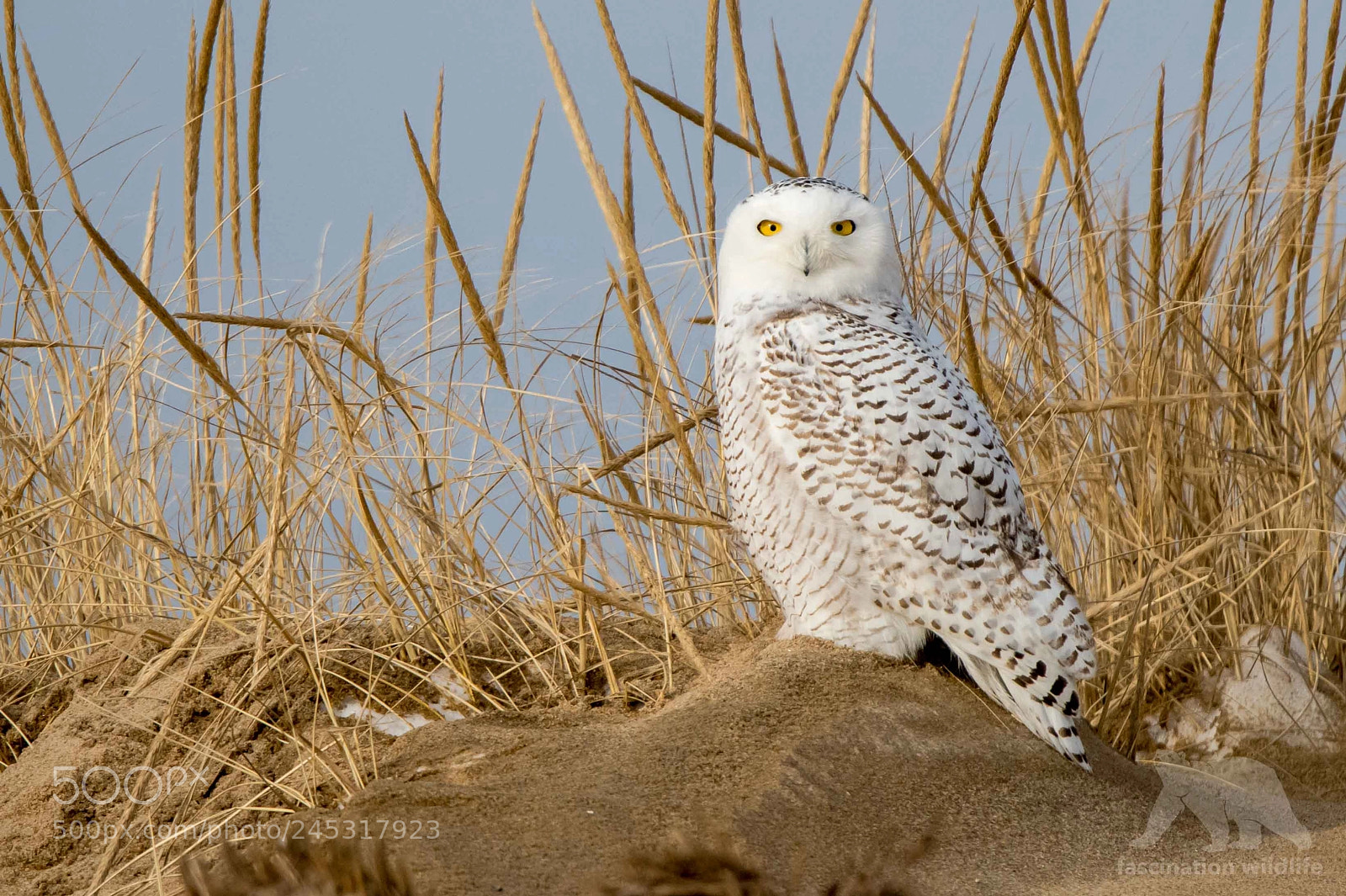 Nikon D850 sample photo. Snowy owl photography