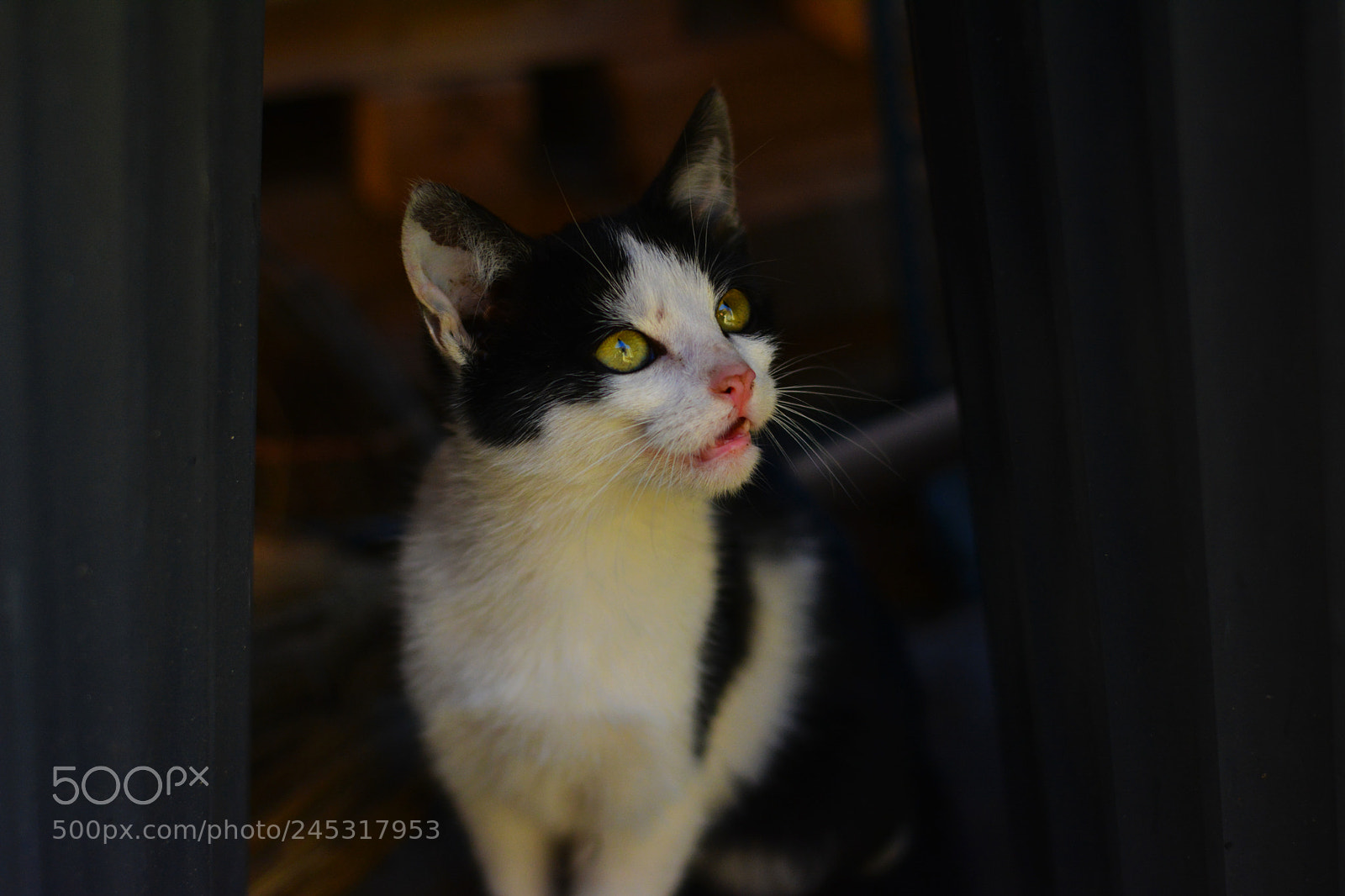 Nikon D5200 sample photo. Lil' cat photography