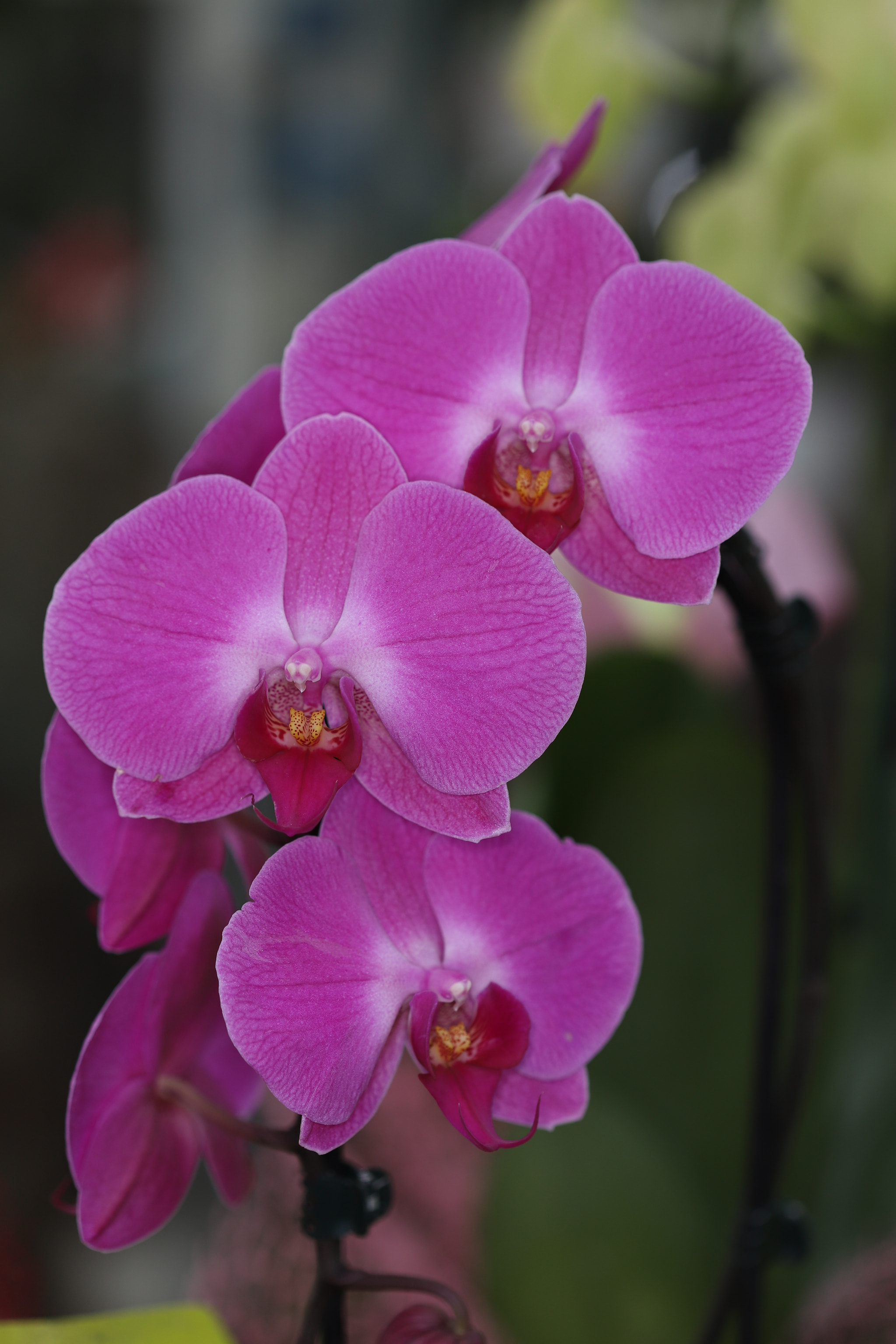 Canon EF 100mm F2.8 Macro USM sample photo. Orchidea photography