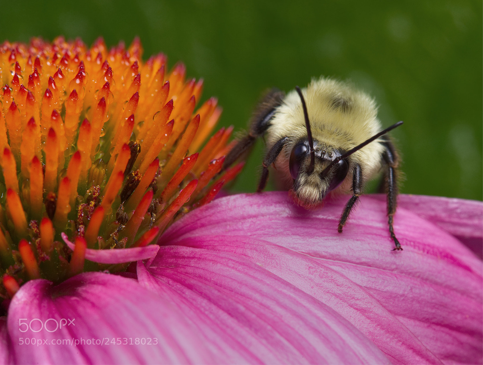 Canon EOS-1D X sample photo. Bumble bee and a photography