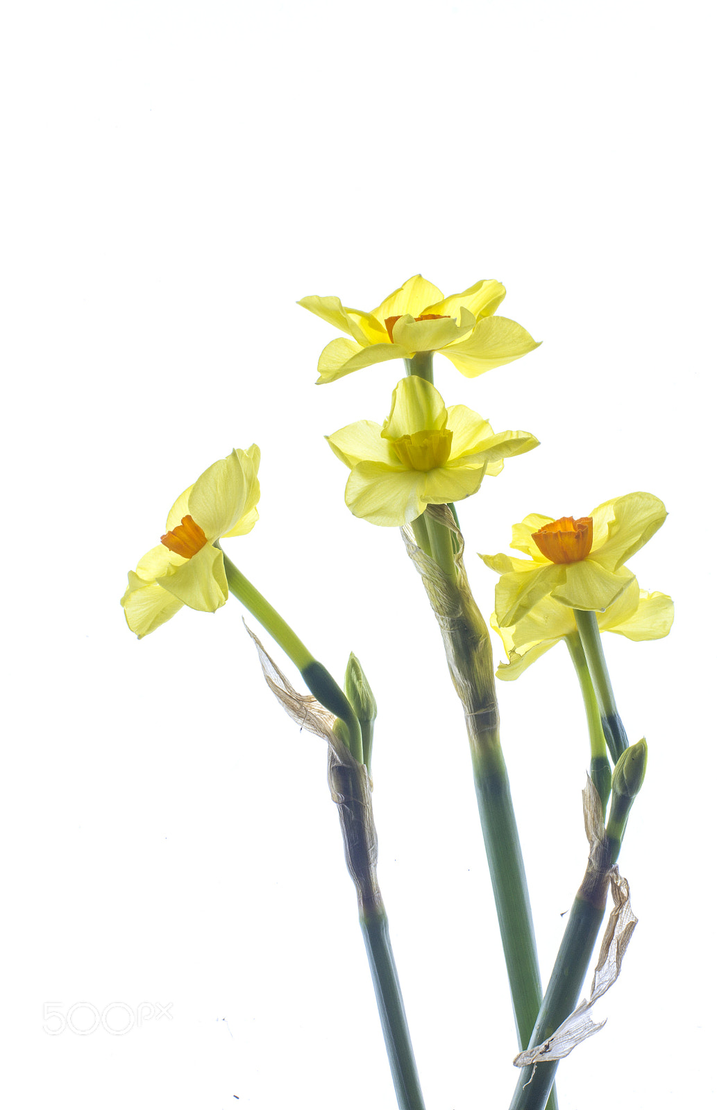 Nikon D800E sample photo. Early daffs photography