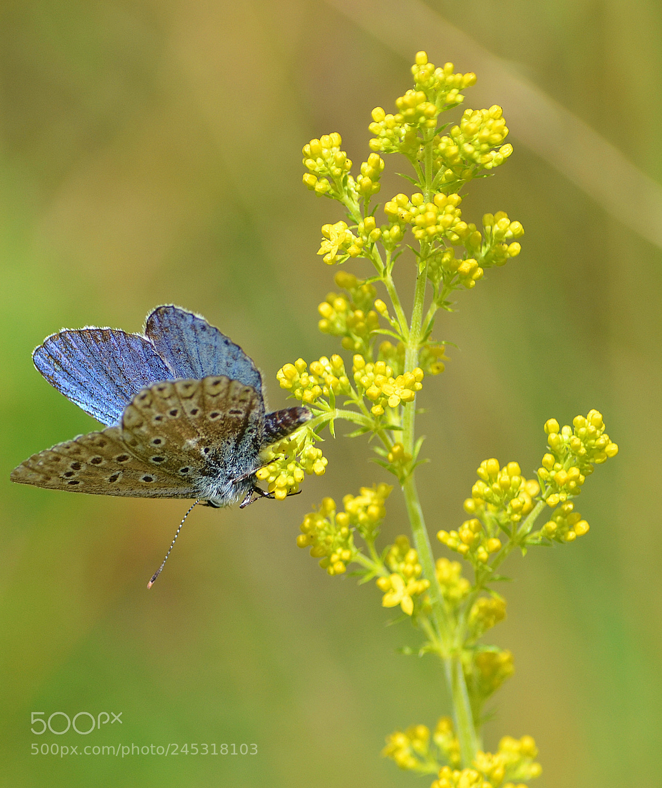Nikon D3100 sample photo. My little blue butterfly photography