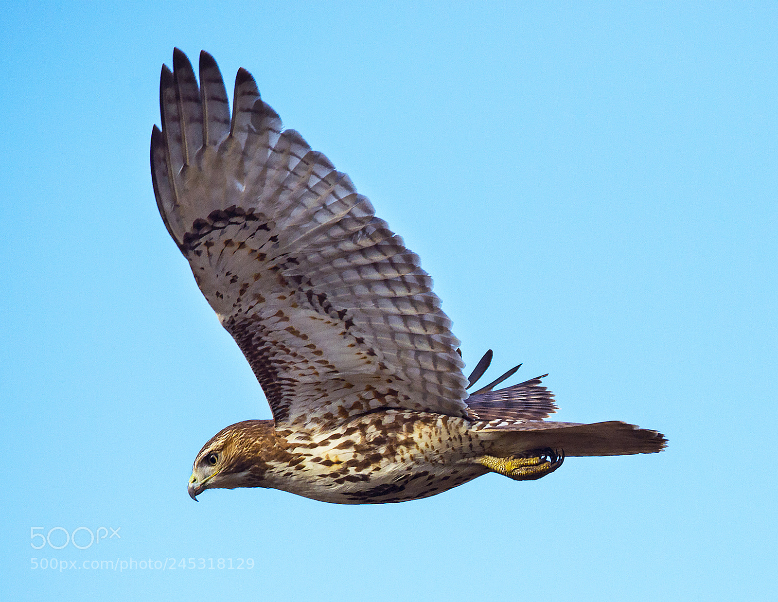 Nikon D4 sample photo. Red tail hawk photography