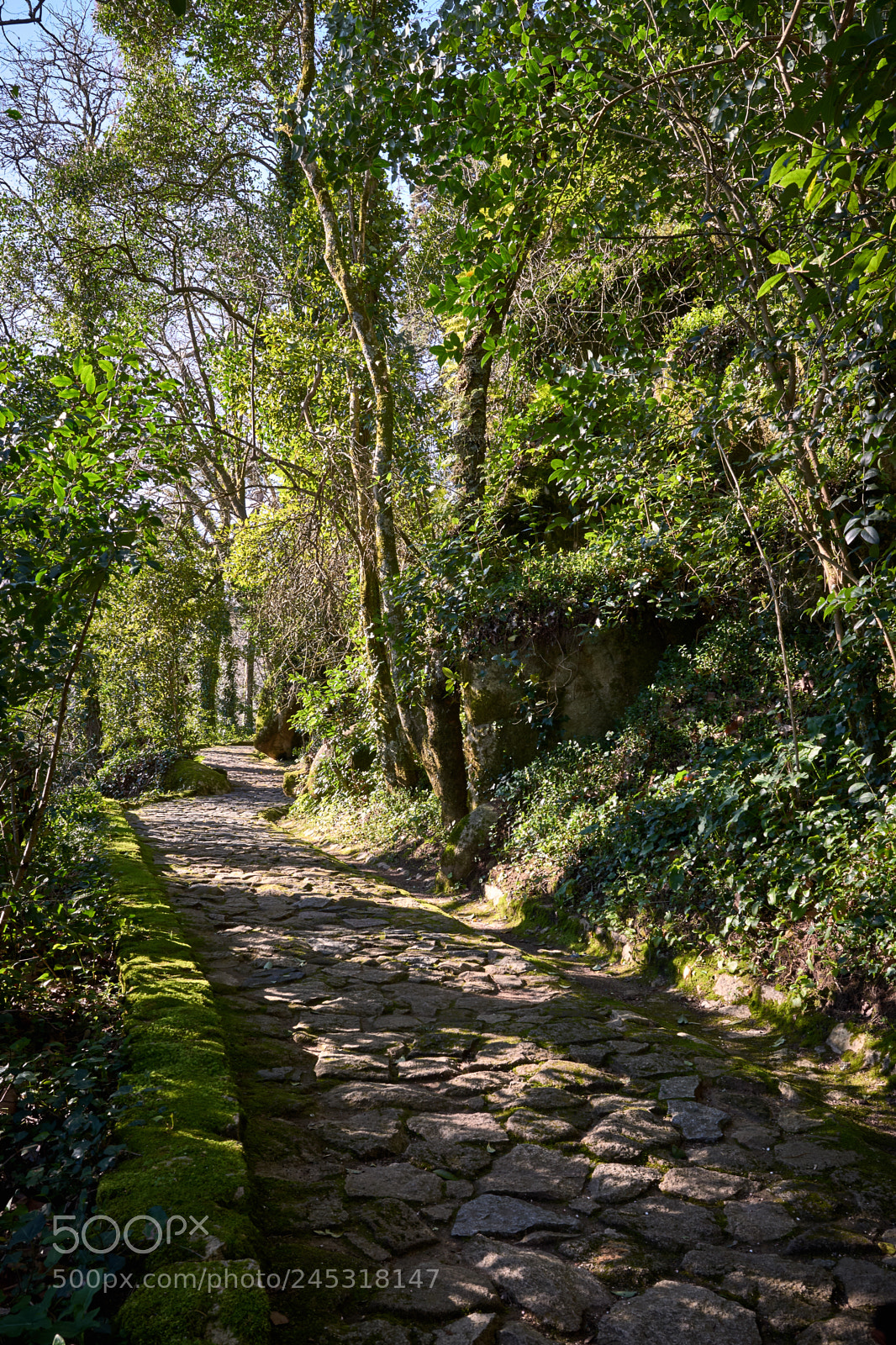 Nikon D610 sample photo. Fairy path #4 photography
