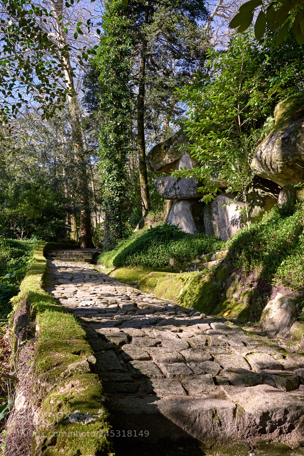 Nikon D610 sample photo. Fairy path #3 photography