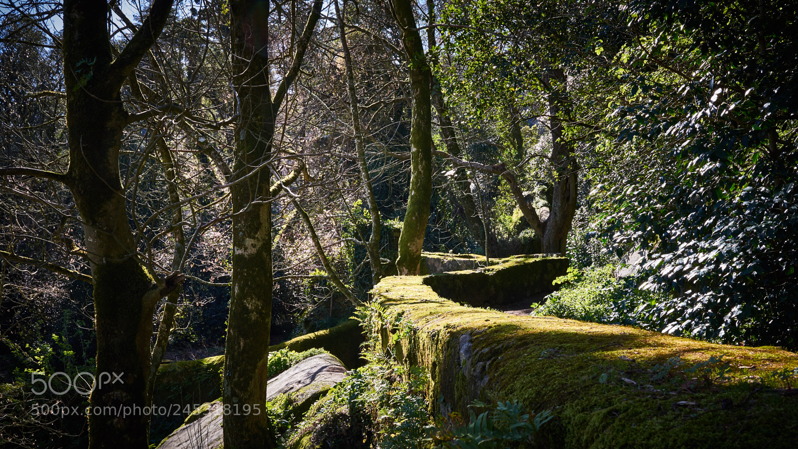 Nikon D610 sample photo. Fairy path #2 photography