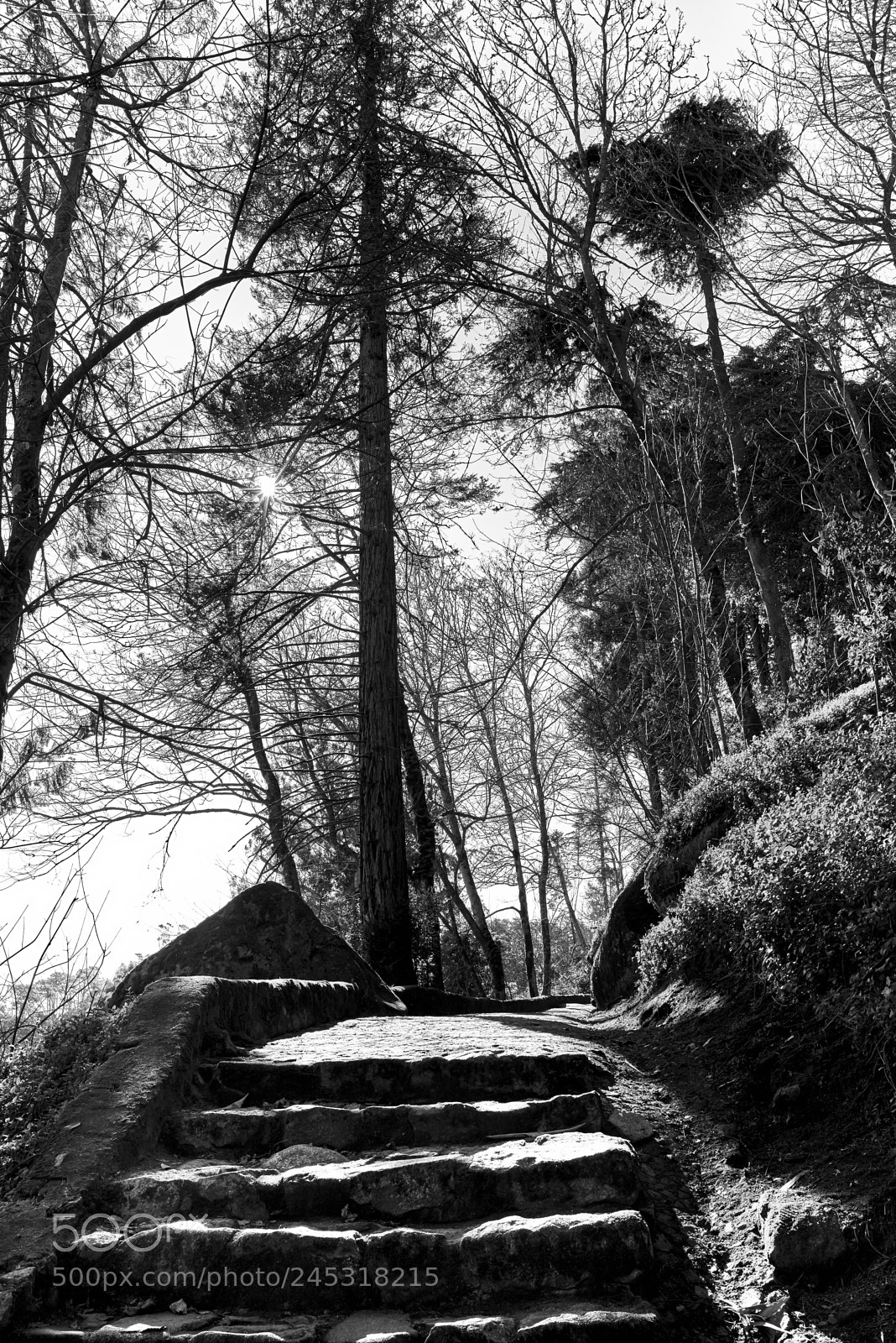 Nikon D610 sample photo. Fairy path #1 photography