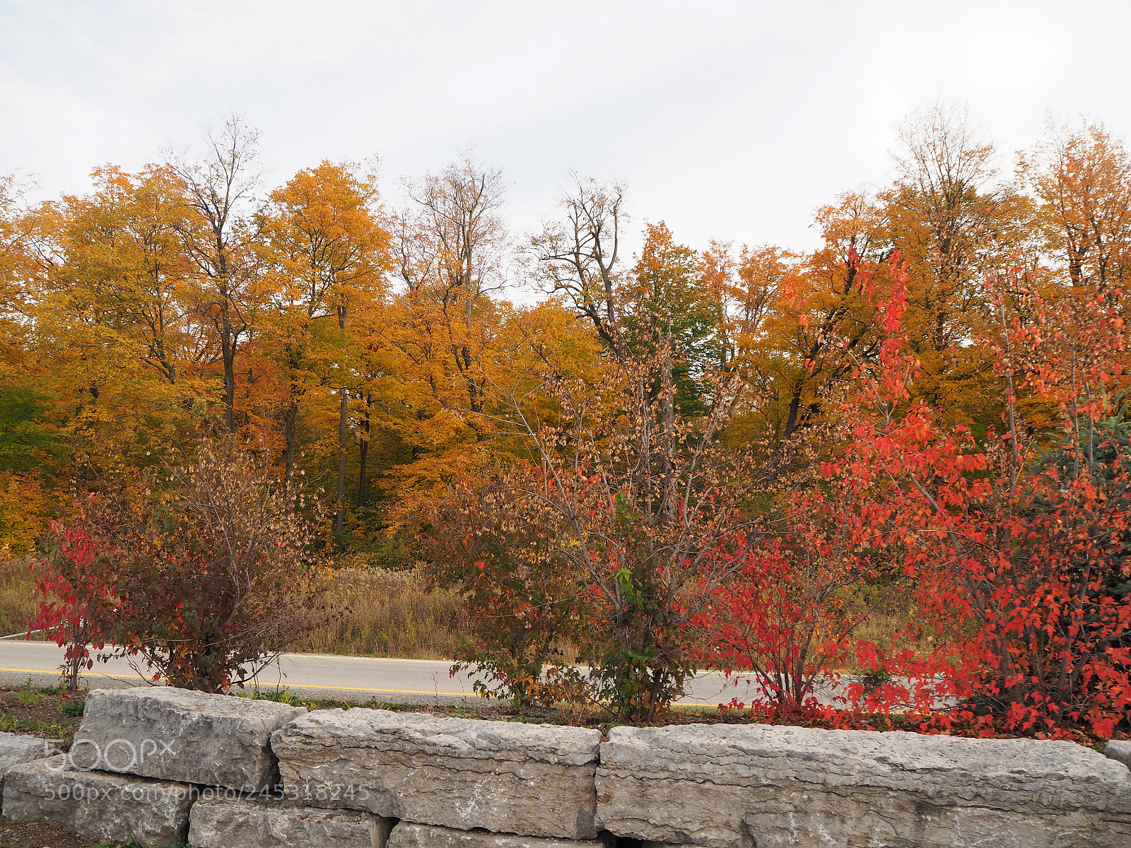 Olympus OM-D E-M10 II sample photo. Fall in ottawa photography