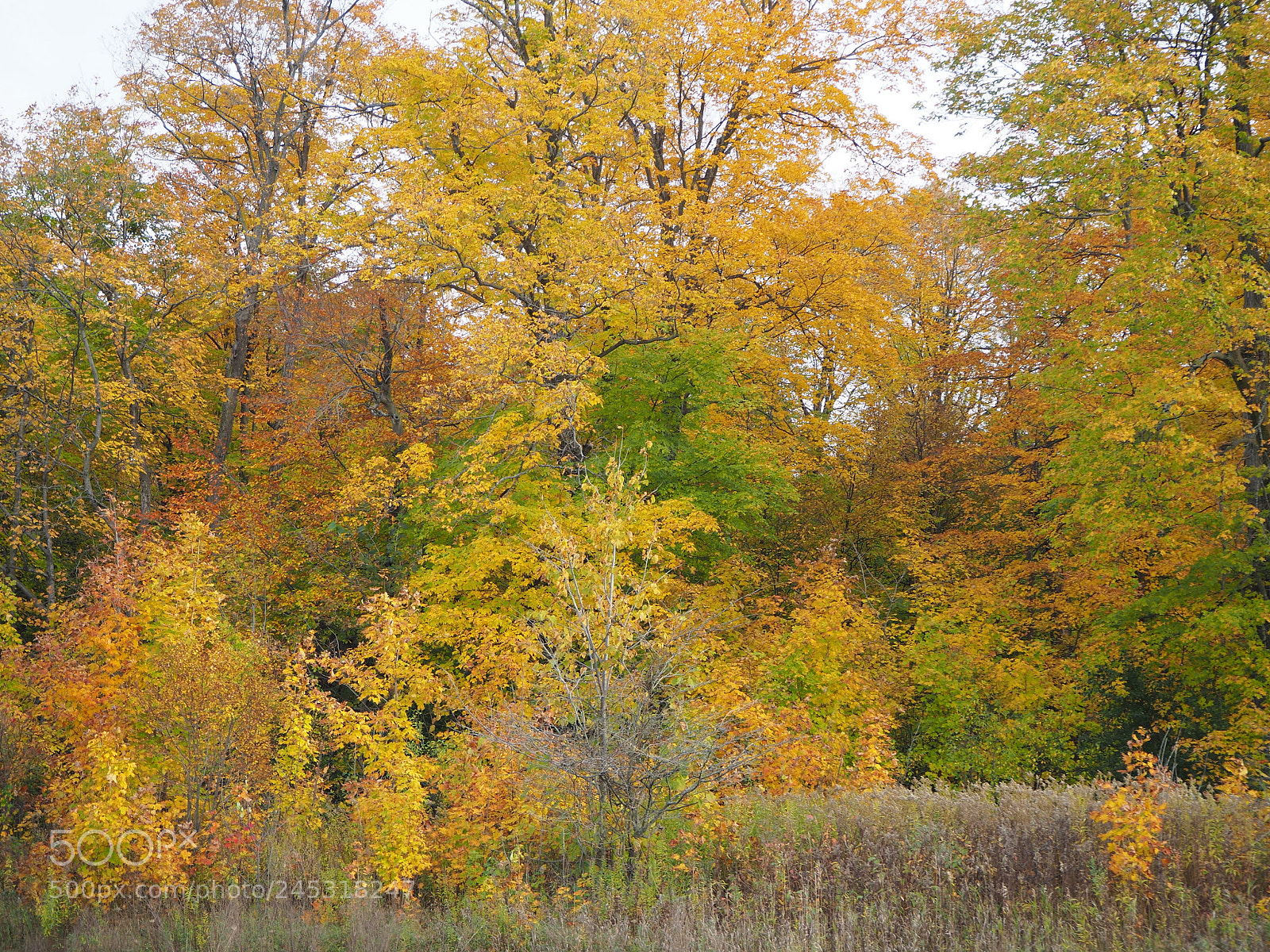 Olympus OM-D E-M10 II sample photo. Fall in ottawa photography