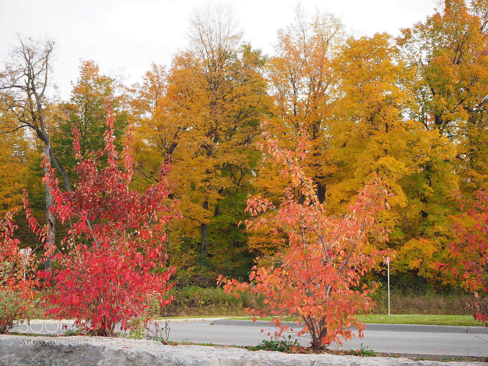 Olympus OM-D E-M10 II sample photo. Fall in ottawa photography
