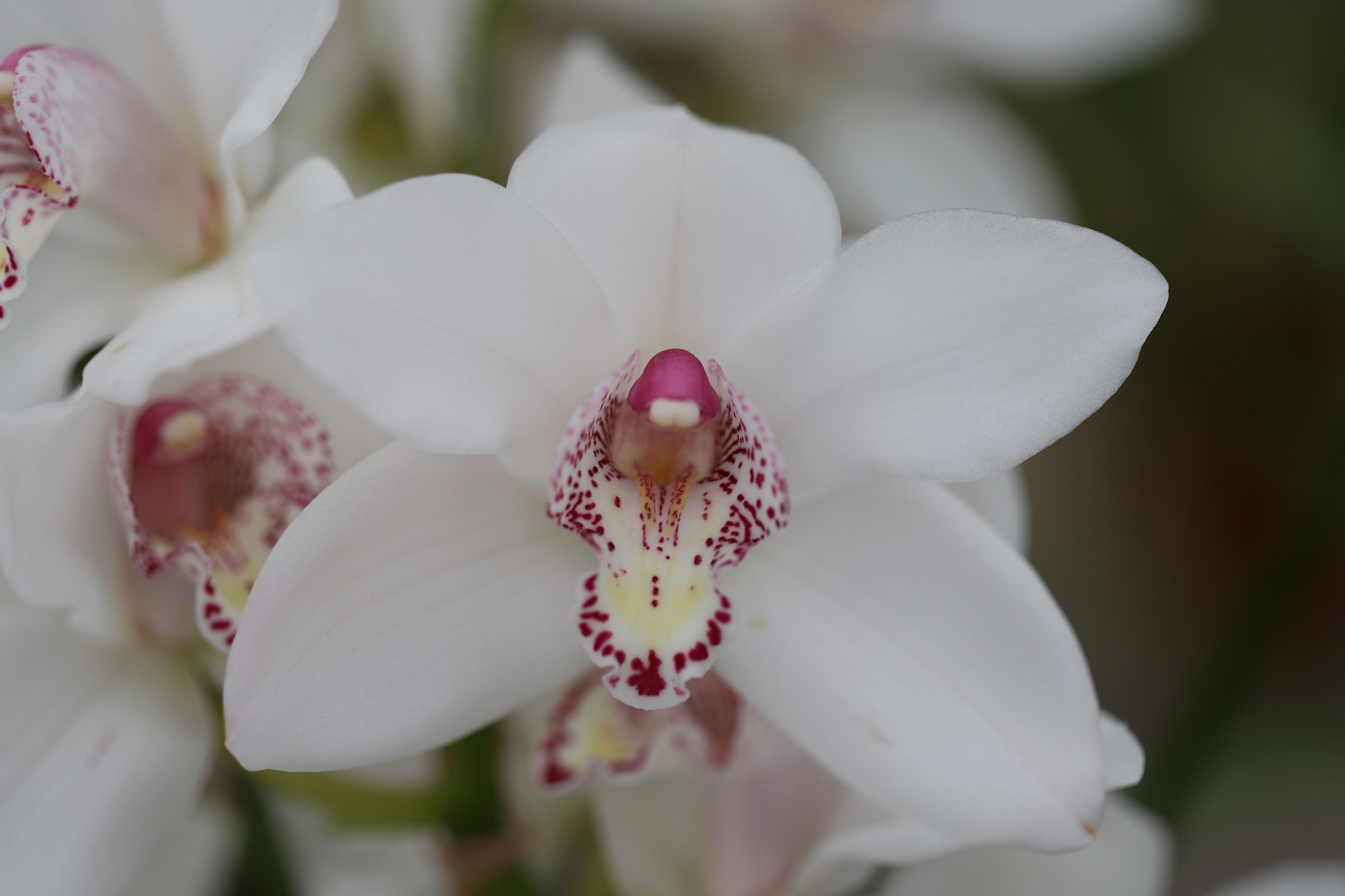 Canon EF 100mm F2.8 Macro USM sample photo. Orchidea photography