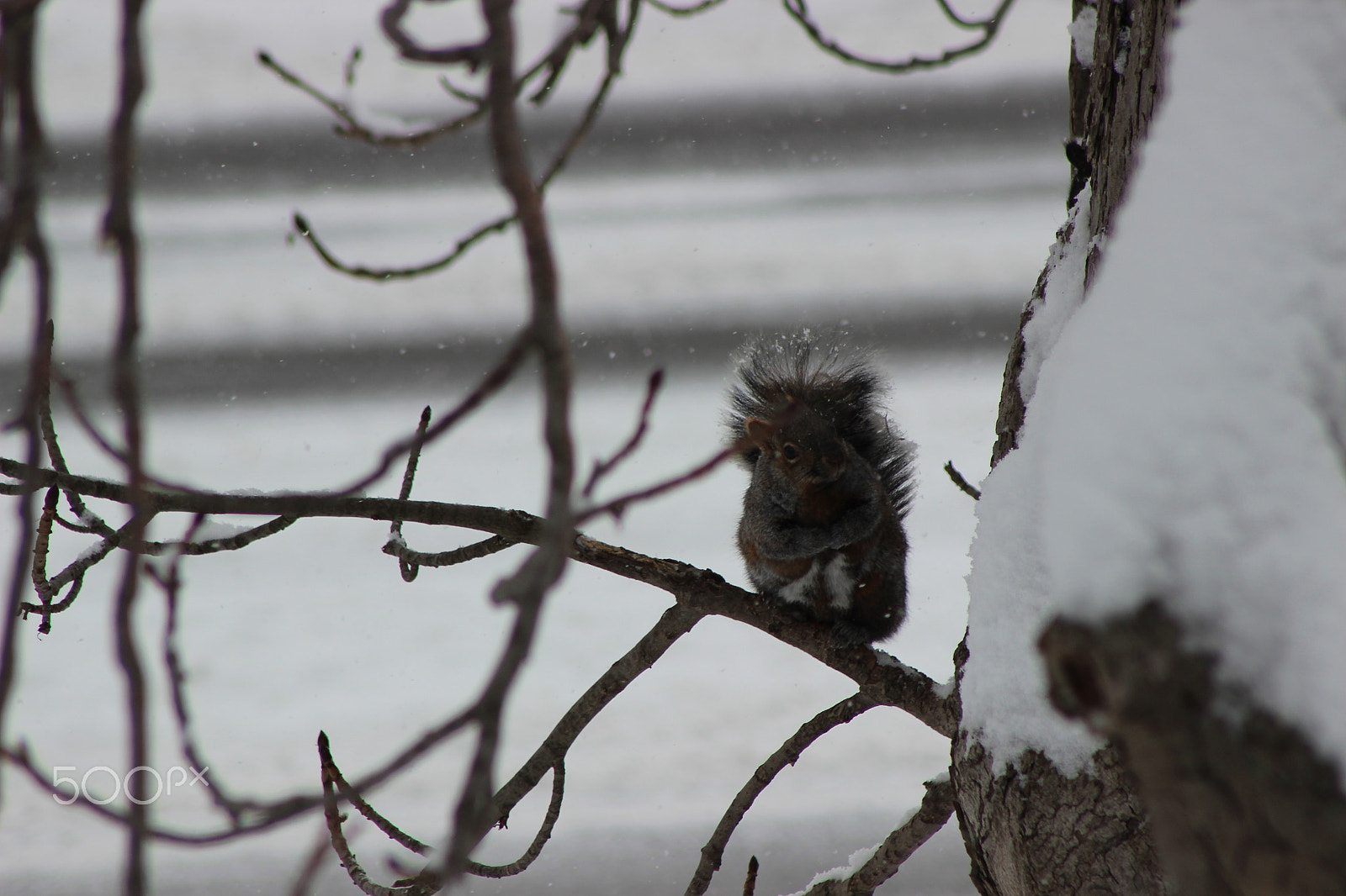 Canon EF 75-300mm f/4-5.6 USM sample photo. Img photography