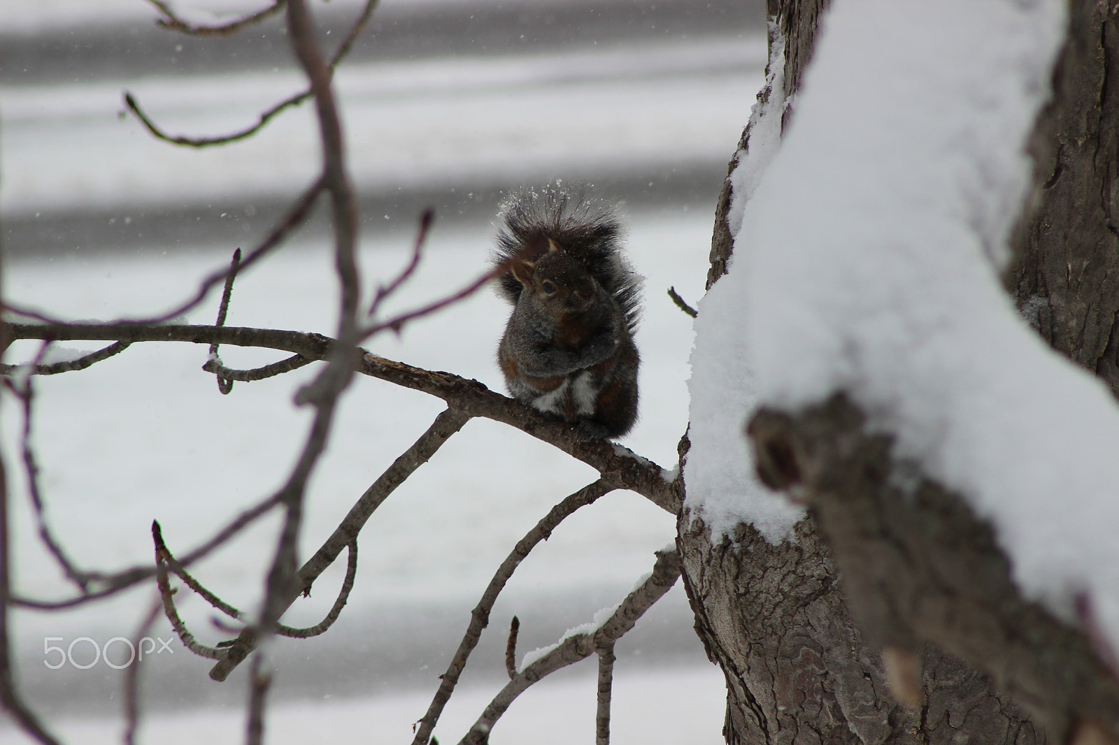 Canon EF 75-300mm f/4-5.6 USM sample photo. Img photography