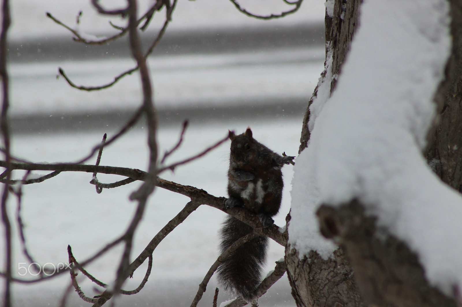 Canon EF 75-300mm f/4-5.6 USM sample photo. Img photography