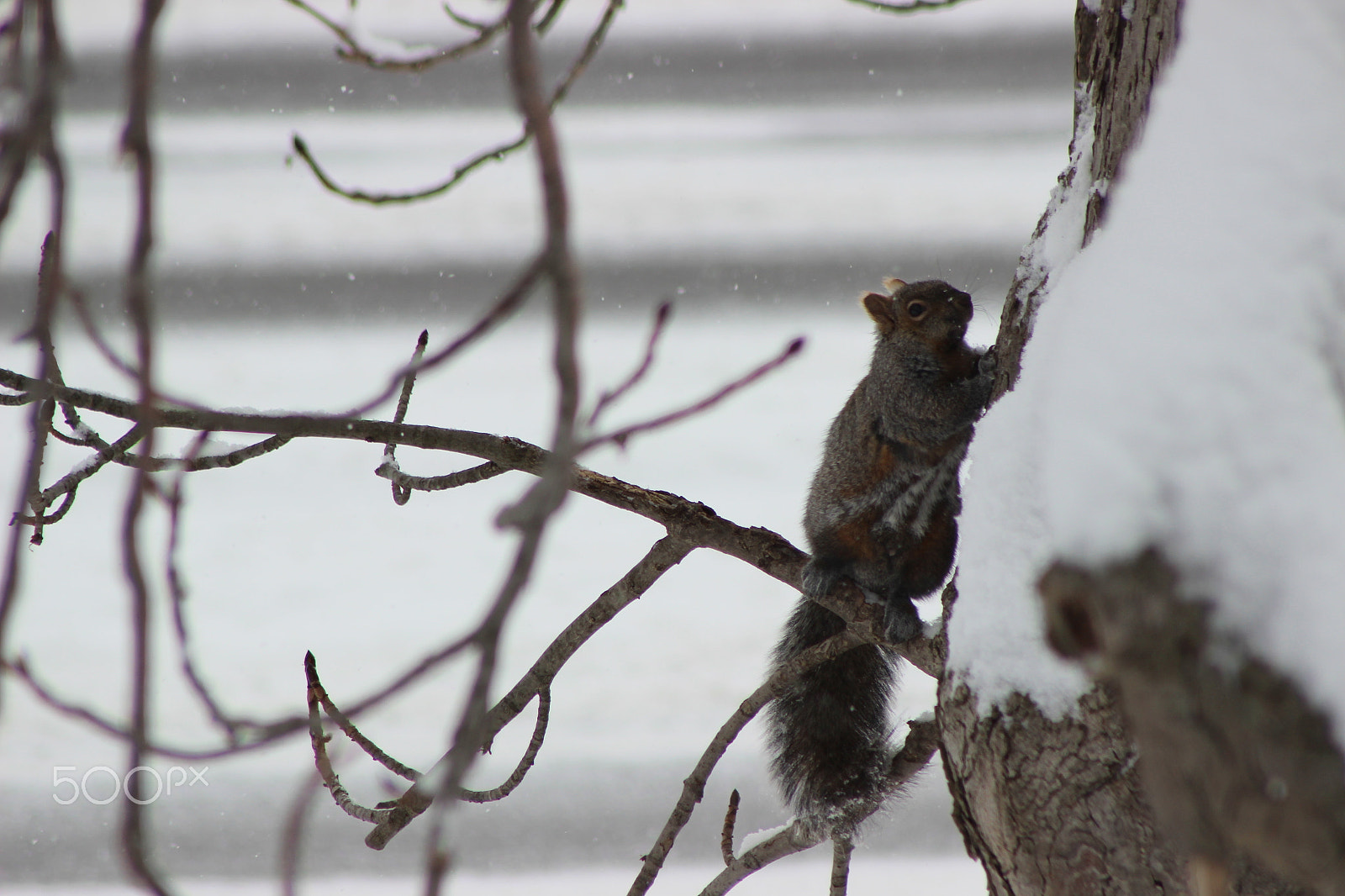 Canon EF 75-300mm f/4-5.6 USM sample photo. Img photography