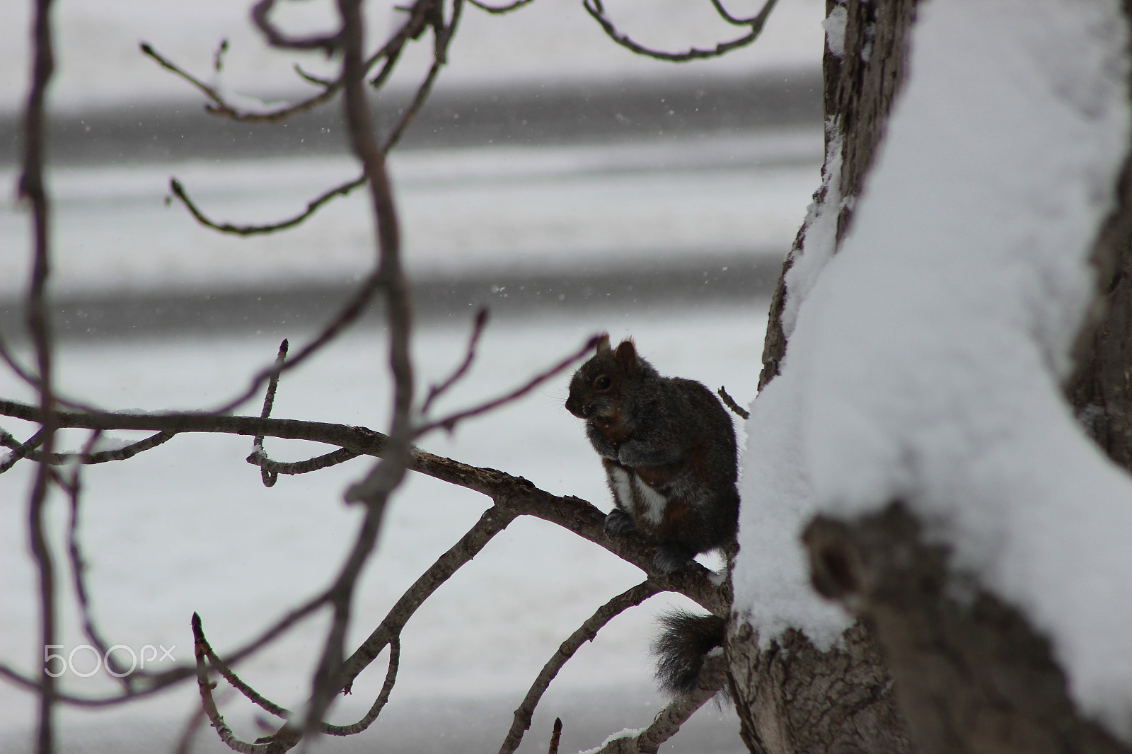 Canon EF 75-300mm f/4-5.6 USM sample photo. Img photography