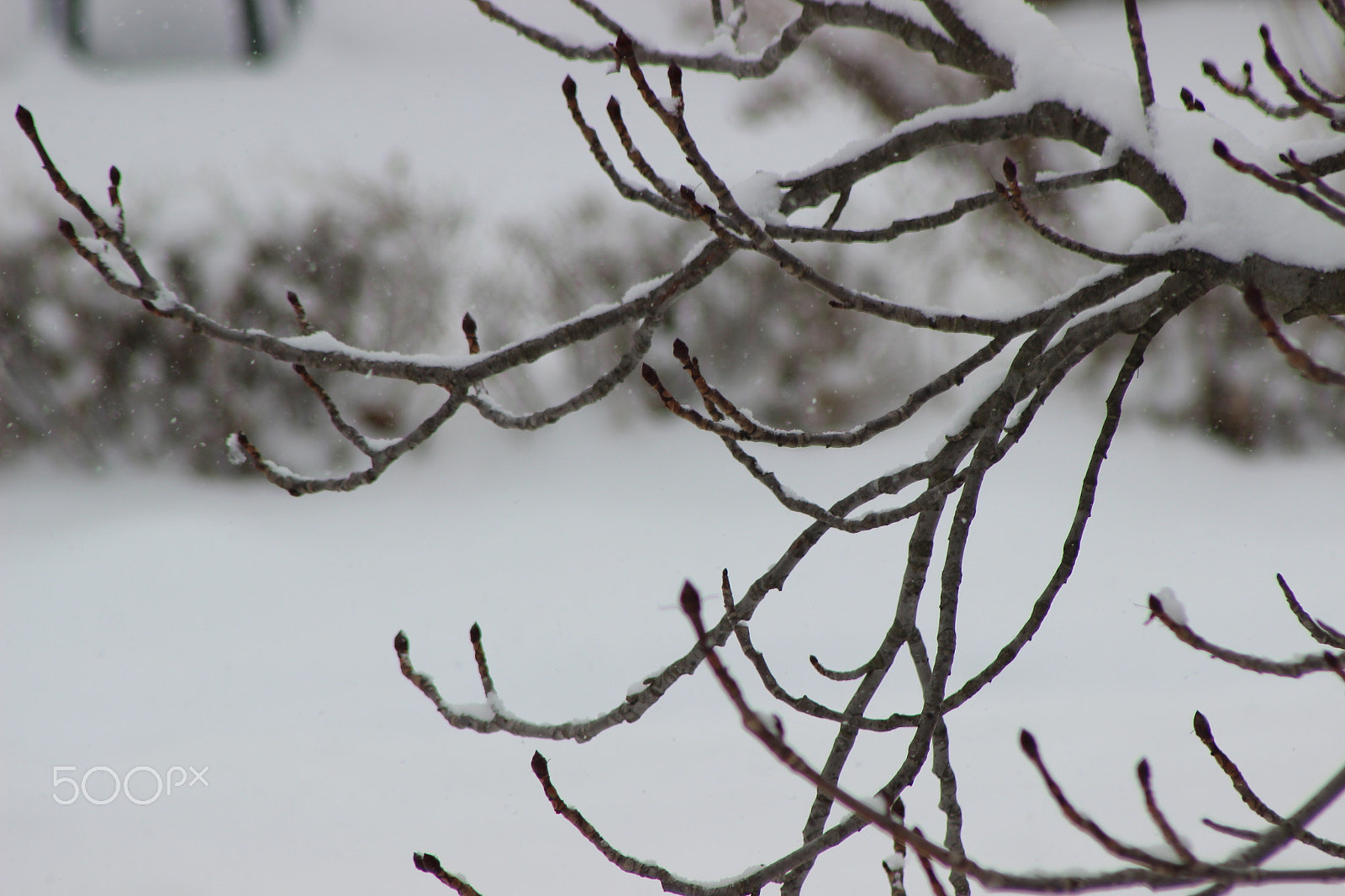 Canon EF 75-300mm f/4-5.6 USM sample photo. Img photography