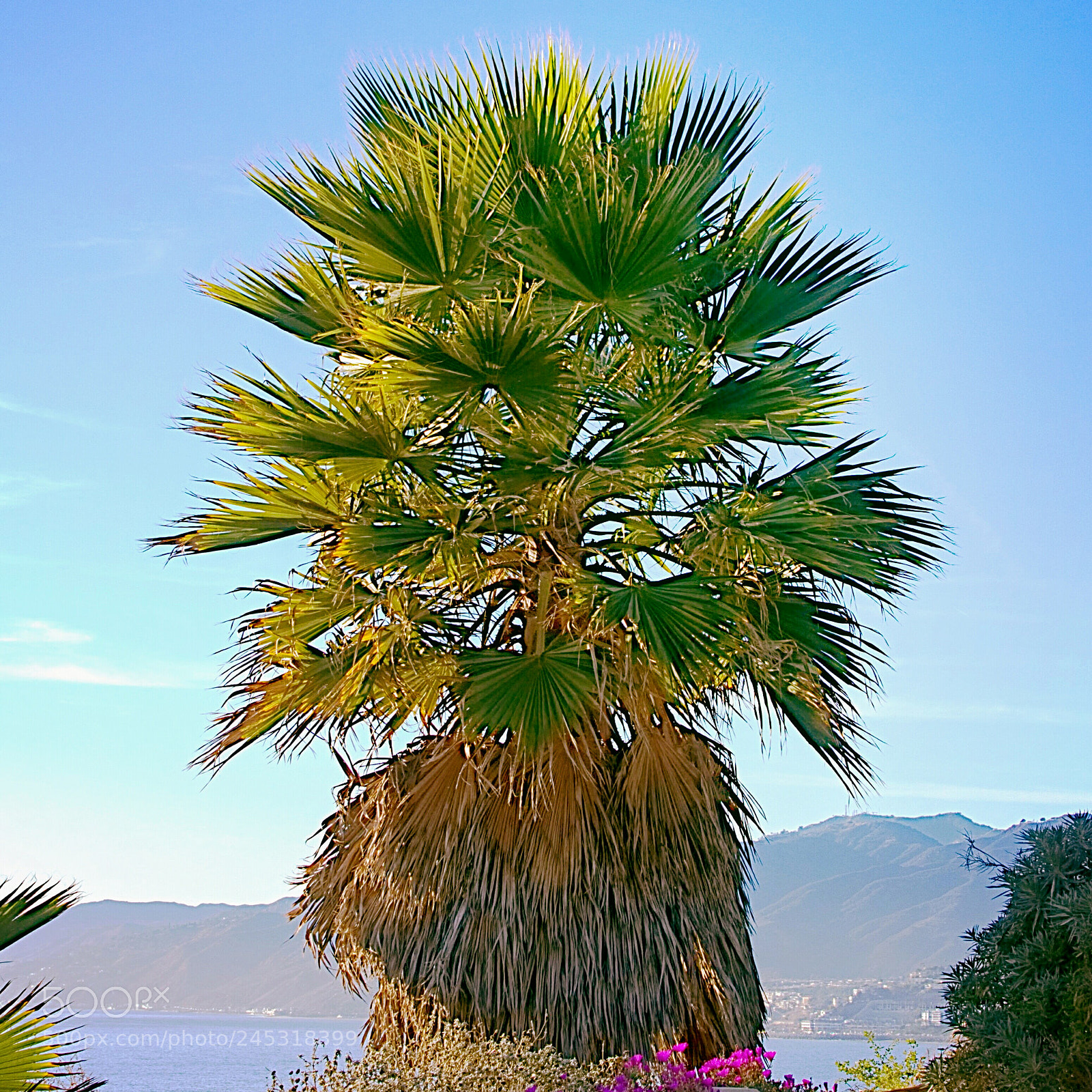 Sony Cyber-shot DSC-RX100 III sample photo. Fan palm photography