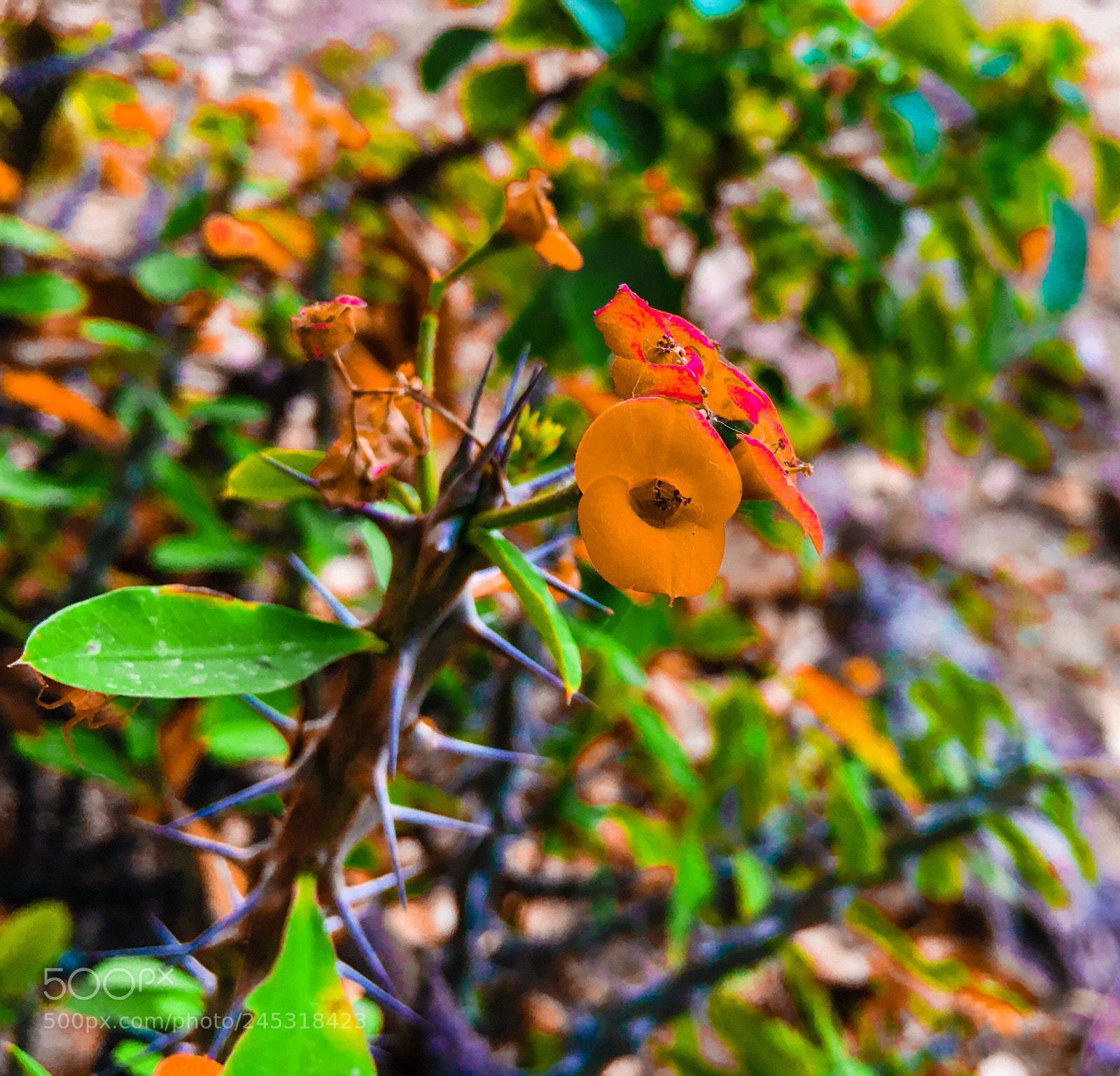 Apple iPhone 6s sample photo. Somewher on earth iphone photography
