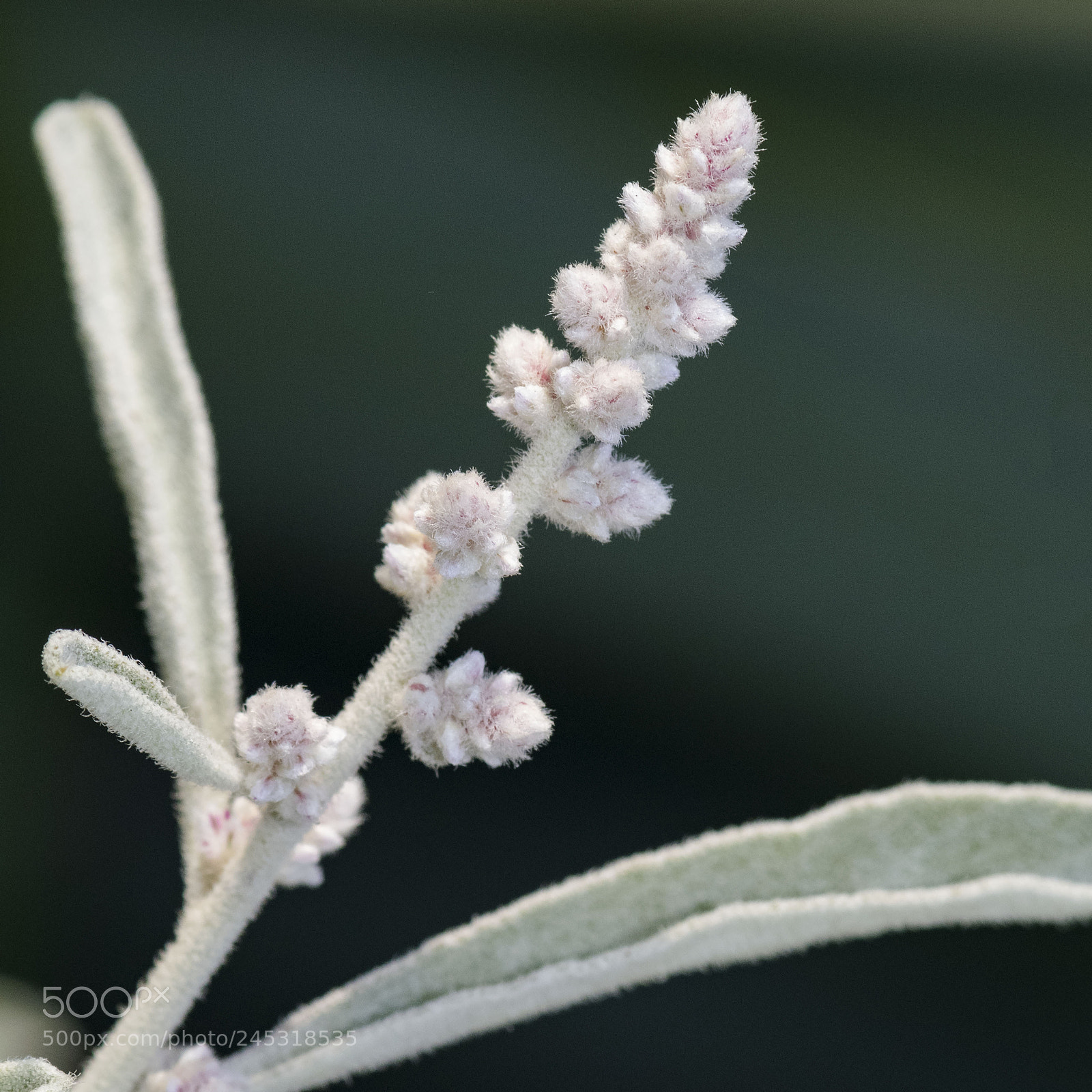 Nikon D500 sample photo. Flower photography