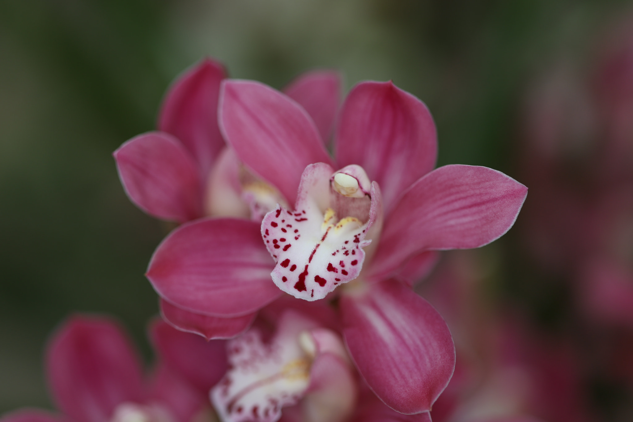 Canon EF 100mm F2.8 Macro USM sample photo. Orchidea photography