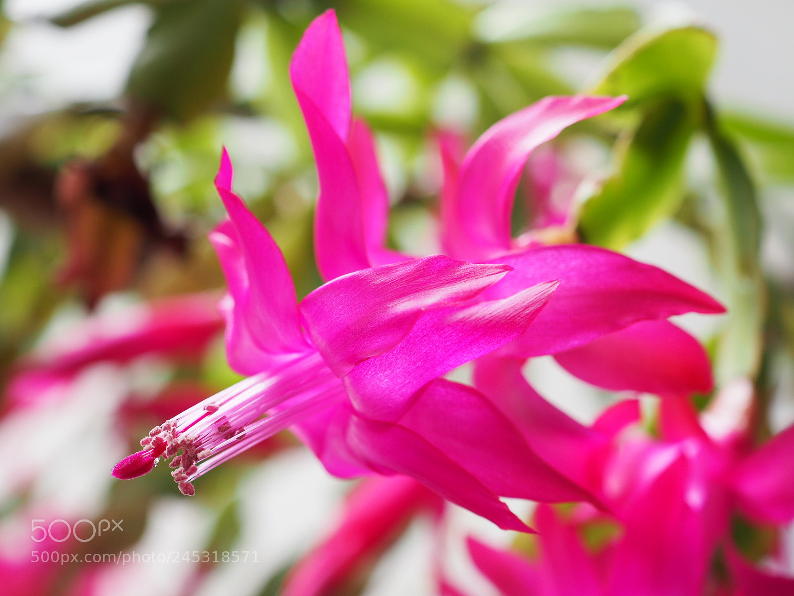 Olympus OM-D E-M5 II sample photo. Winter flower :) photography
