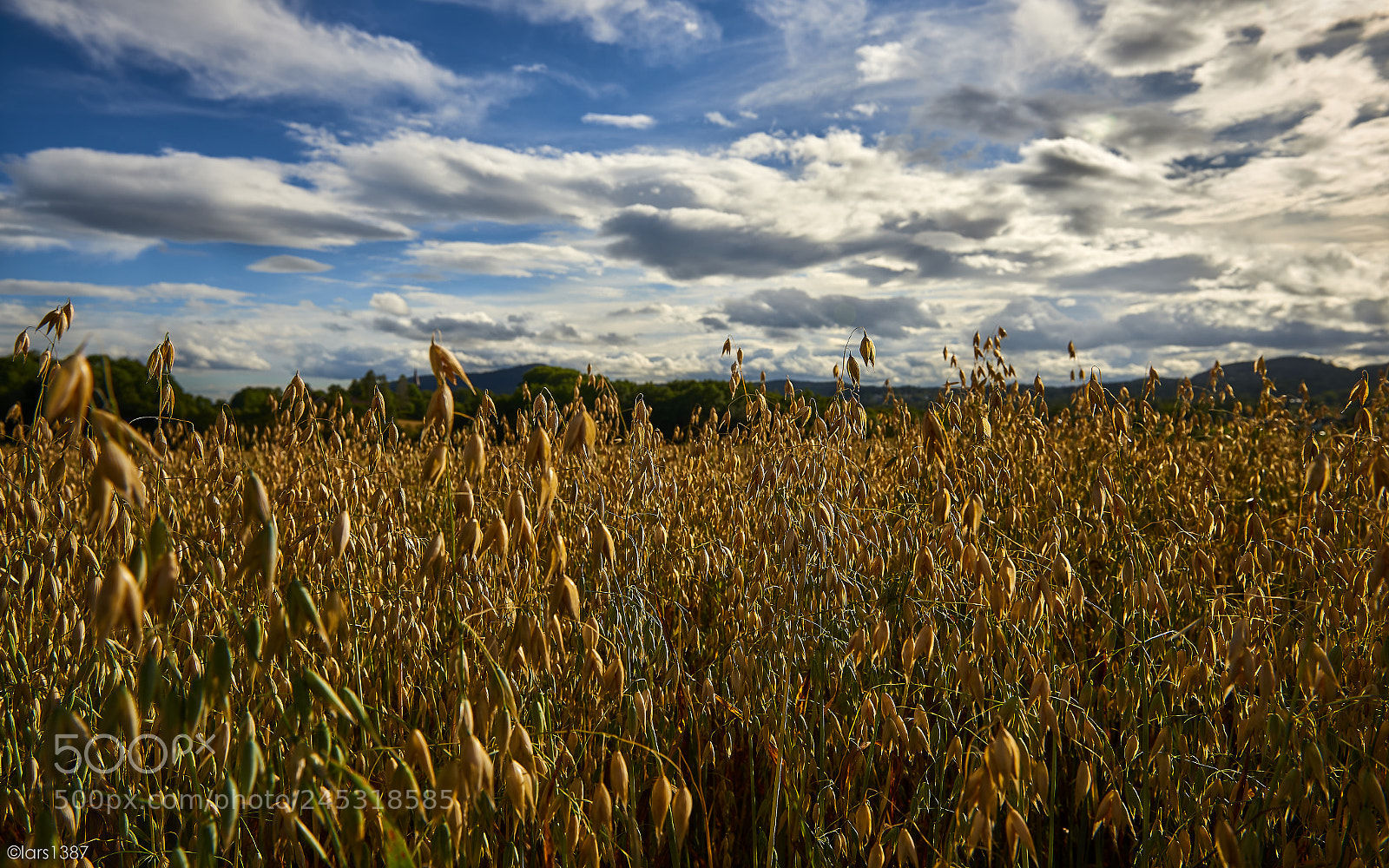 Nikon D810 sample photo. Longing for summer photography
